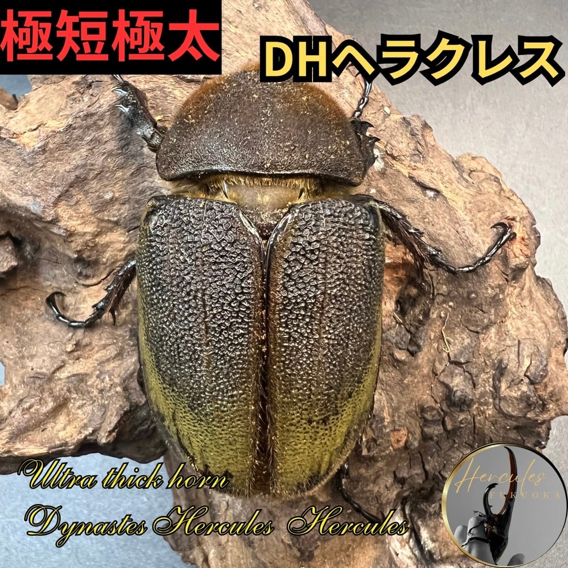 飼育ケース1.6L(1600cc)成虫・幼虫飼育に/菌糸ボトル/加工済ペット