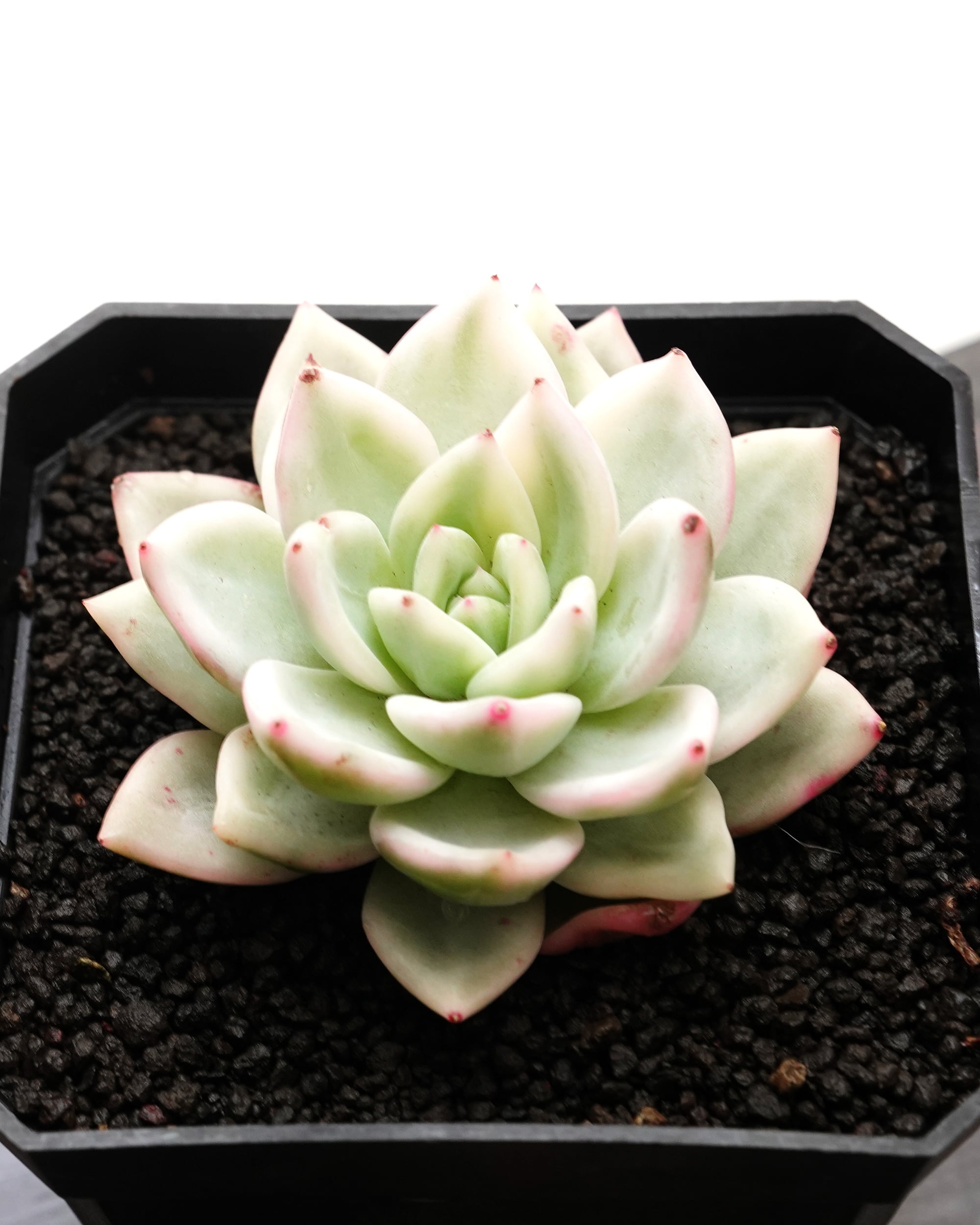 カット苗 シャンペン錦 Echeveria 'Champagne Variegated' | PUKUBOOK
