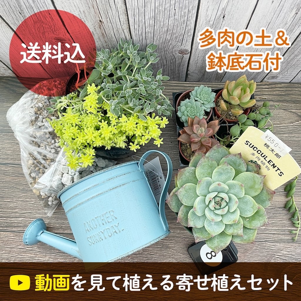 動画あり】【送料込】寄せ植えセット① 初心者の方向け！多肉植物,寄せ