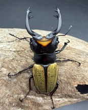 【WD】《スペクタビリスツヤクワガタ 73.5mm ペア》