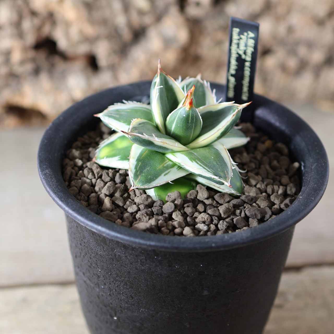 アガベ　インプレッサ　ドワーフクローン　コンパクタ アガベ インプレッサ ドワーフクローン コンパクタ アガベ FO-076