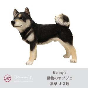 Benny’s ベニーズ 黒柴 オス親(QY-022BK)