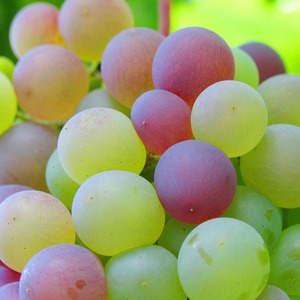 ジュエルレーズン(Jewelraisin)100g