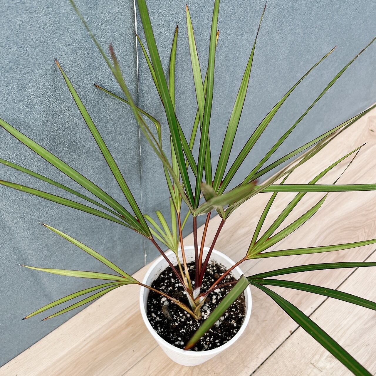 現品］【希少】K ラタニアレッド 6号 ヤシ 観葉植物 レア おしゃれ