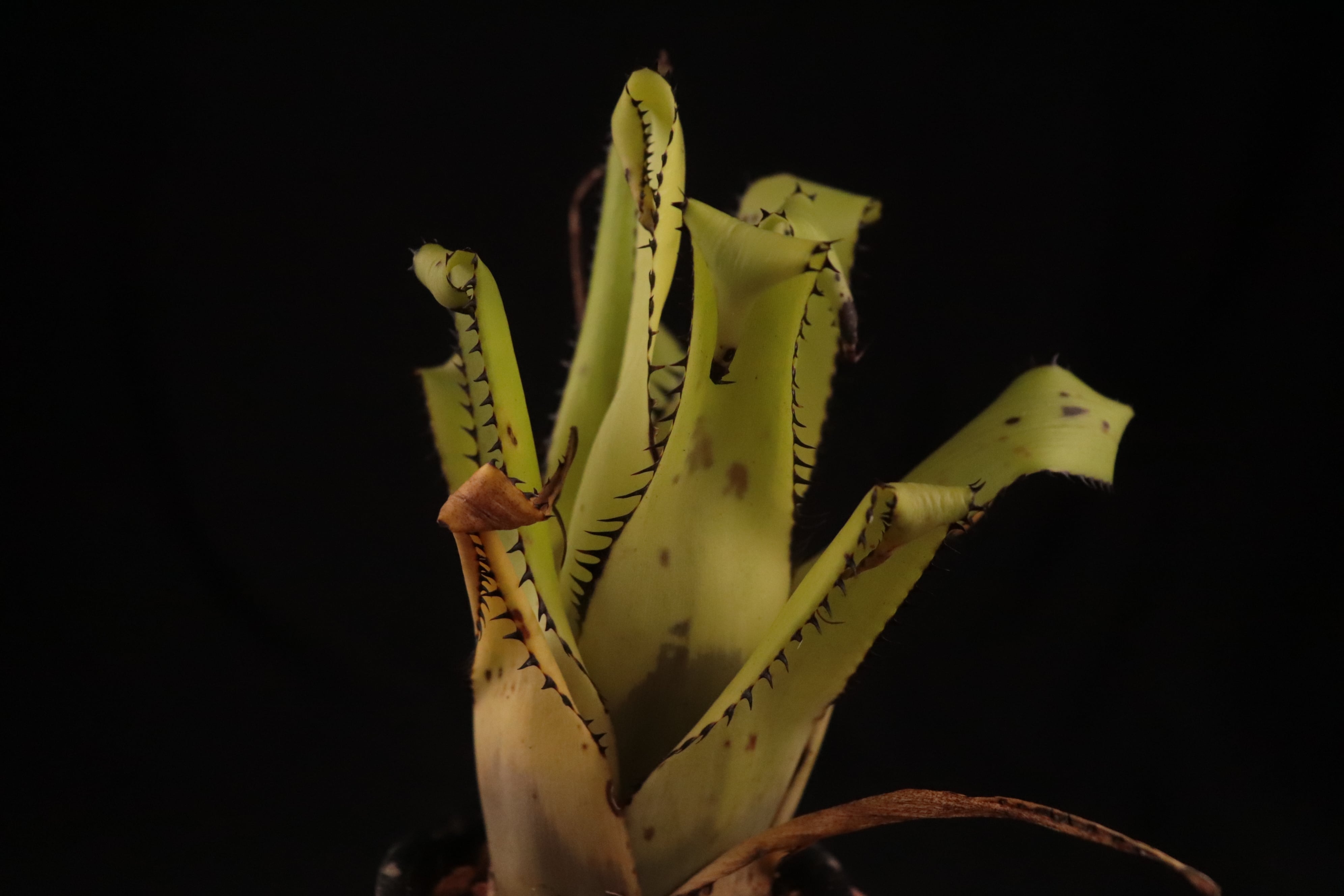 送料無料】Aechmea triangularis〔エクメア〕現品発送A0105 | plane plants