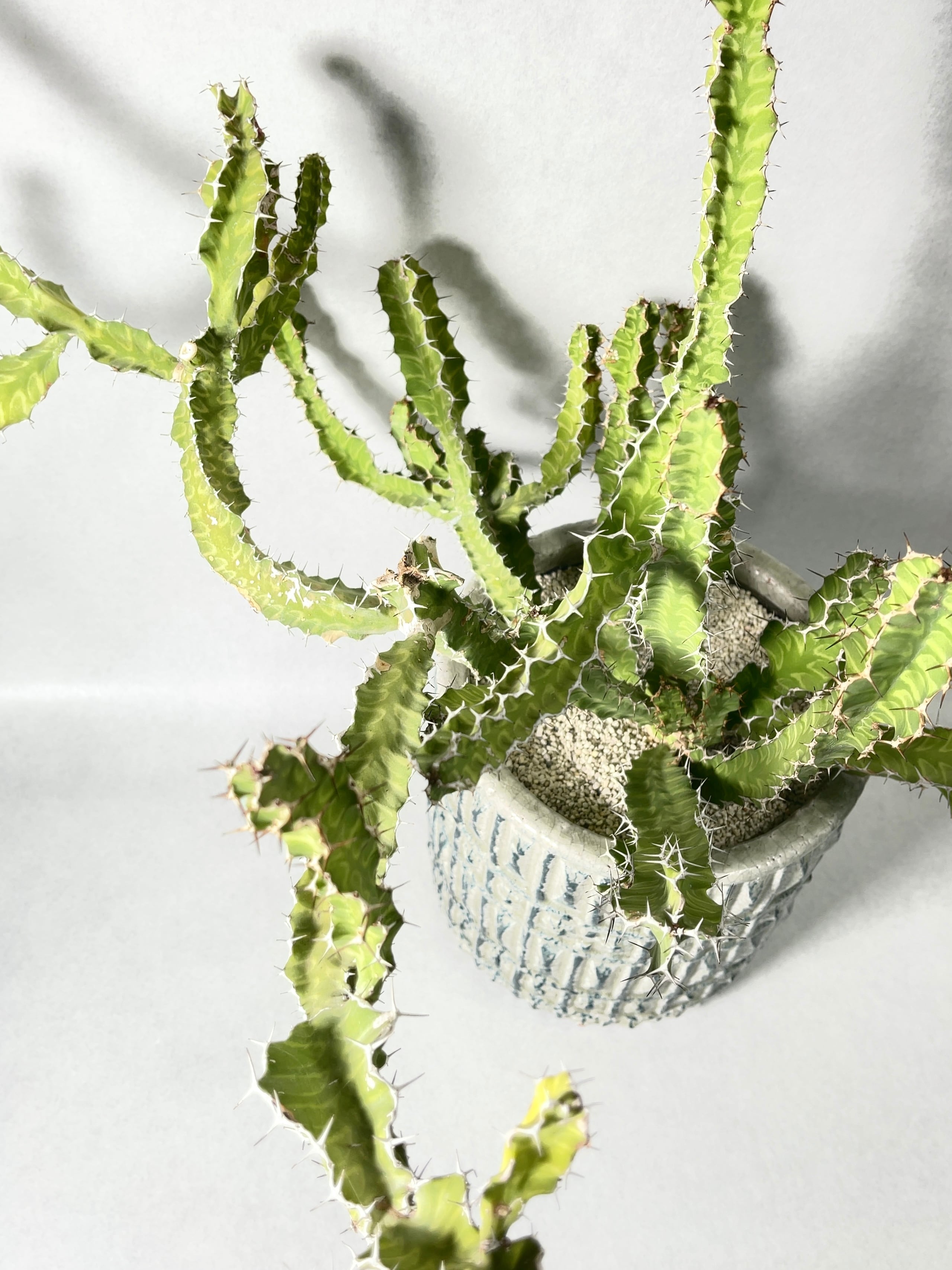 ユーフォルビア パルビキアソフォラ（ムカゴ 自家繁殖苗） ユーフォルビア パルビキアソフォラ（ムカゴ 自家繁殖苗