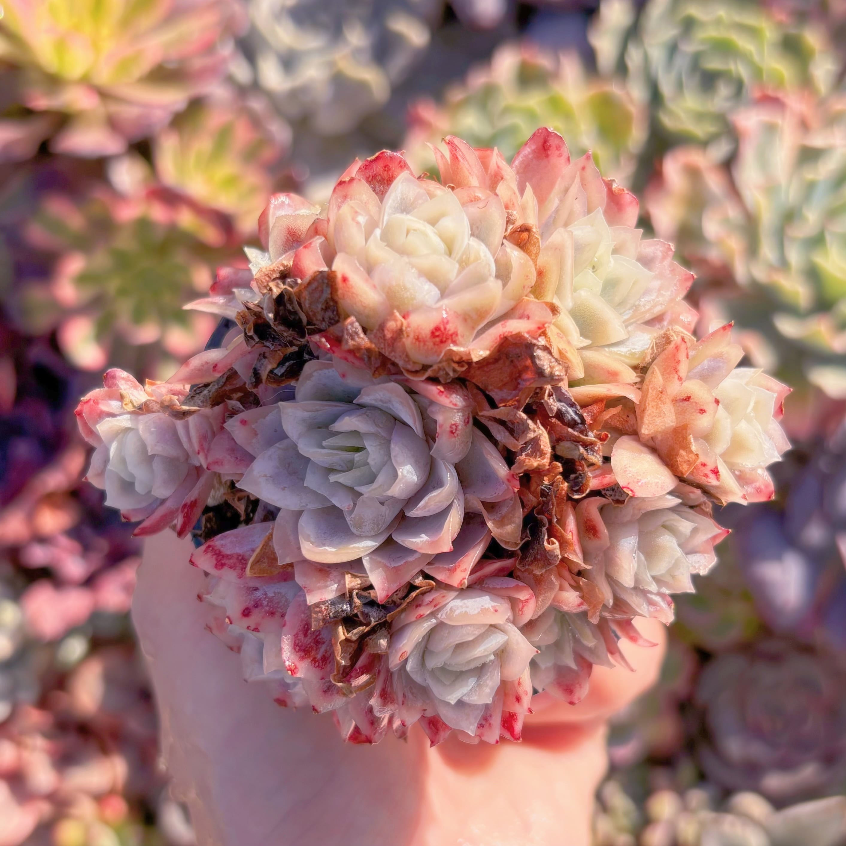 現品　クィーンローズ覆輪錦#M022　群生　るる農園