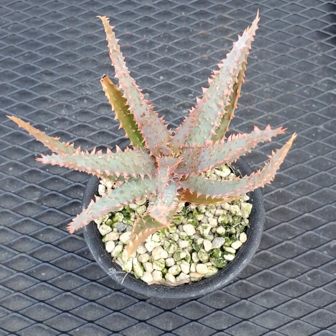 F00384_Aloe Hybrid（TCT）：アロエ・ハイブリッド（子株） | レア