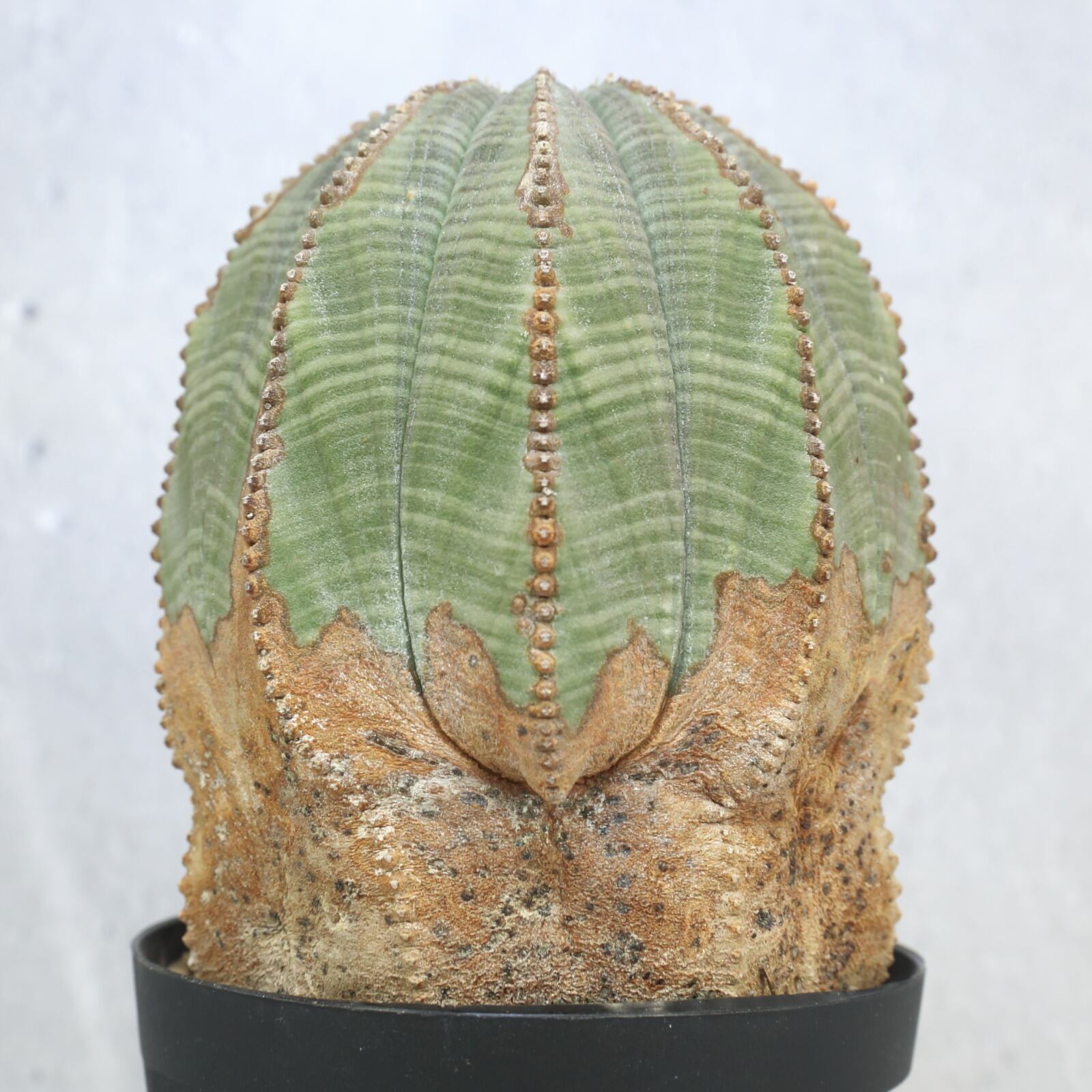 輸入株・送料無料】オールドオベサ 大株7センチ モンスト