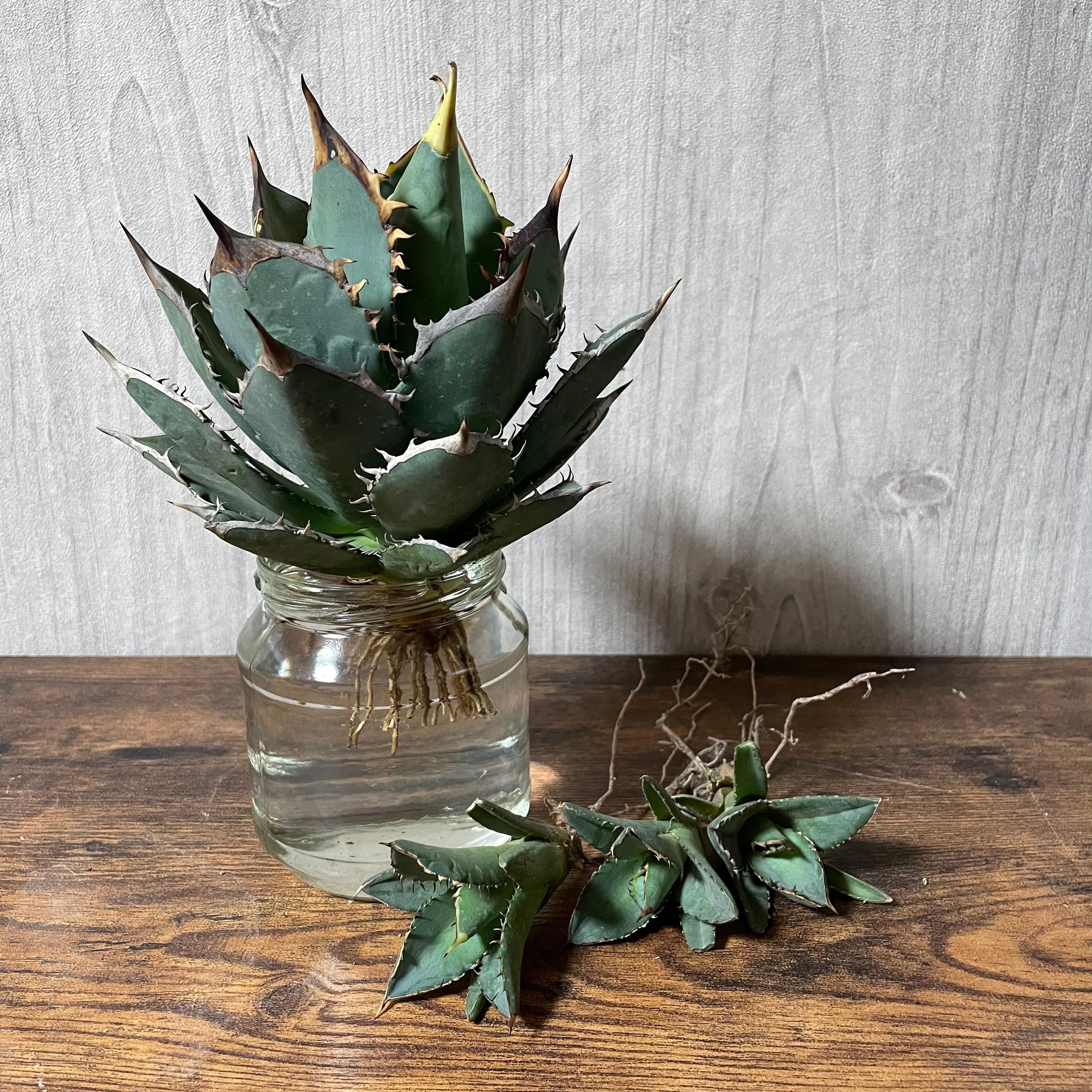 Agave titanota ''小島'' 子株 / ベアルート輸入株 / 発根済み ...