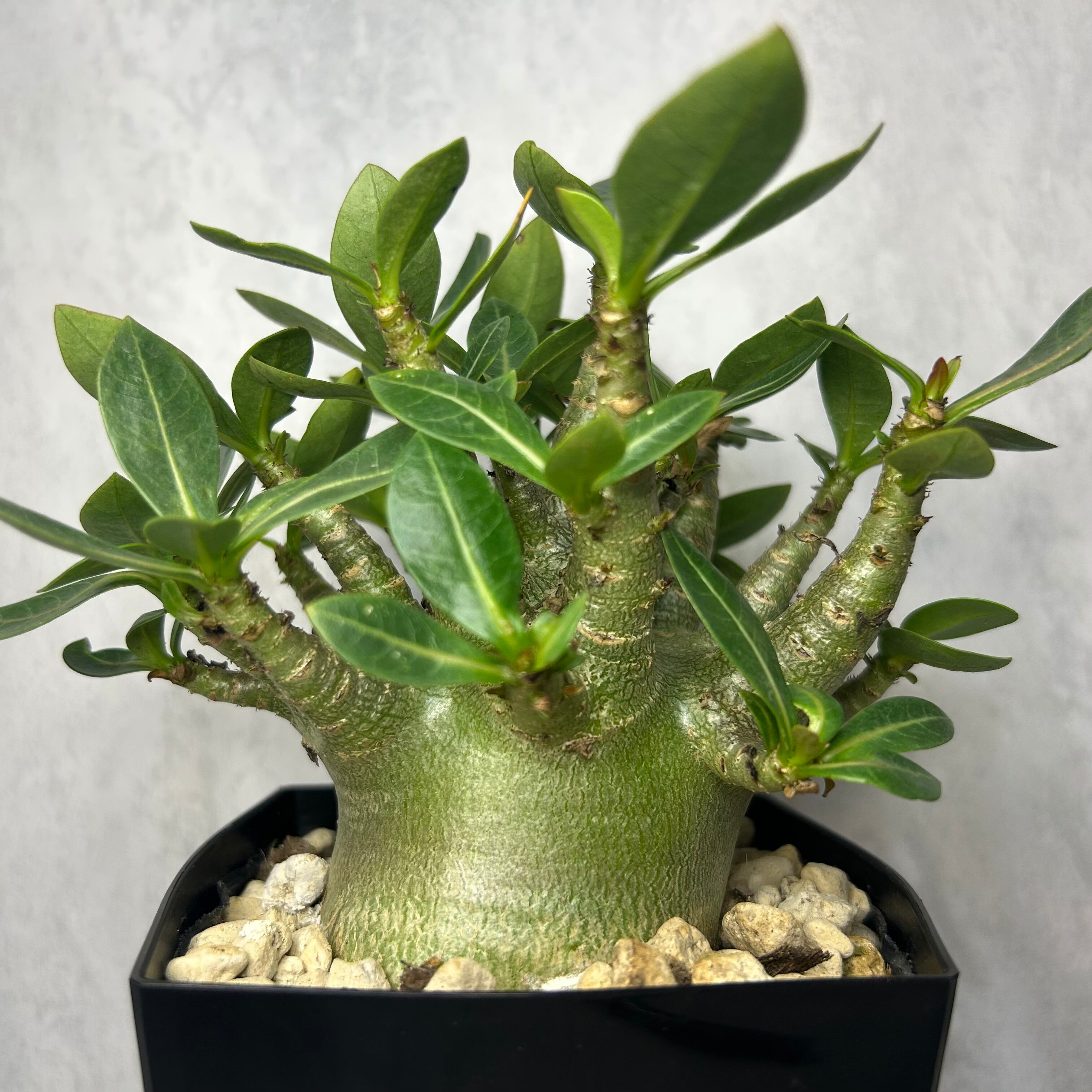 アデニウム アラビカム モンスター 4号 塊根植物 コーデックス A30604