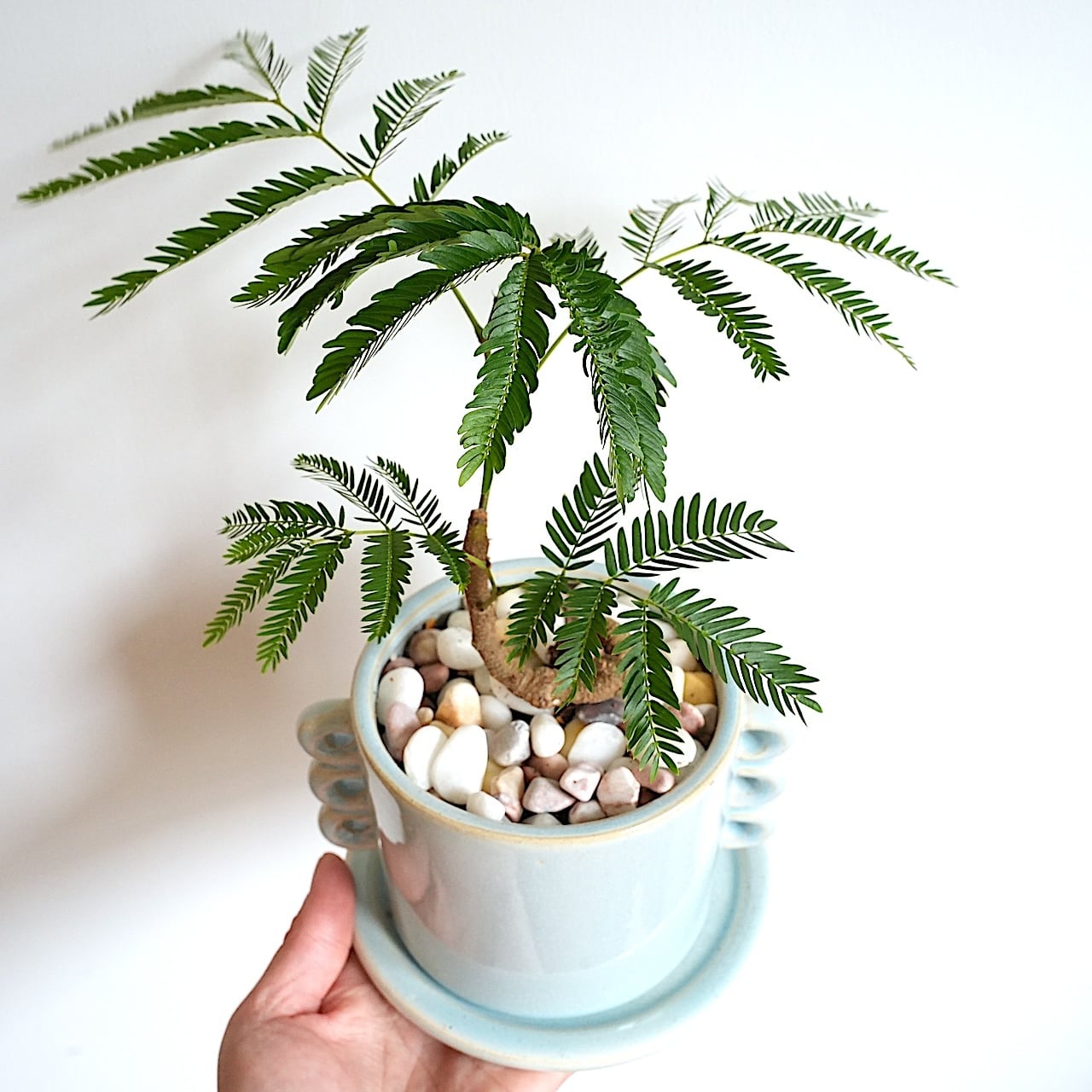 送料込み】観葉植物 エバーフレッシュ 曲がり仕立て 4号サイズ 陶器鉢