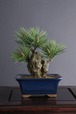 盆栽 錦松 S Pinetree bonsai #7（鉢変更）