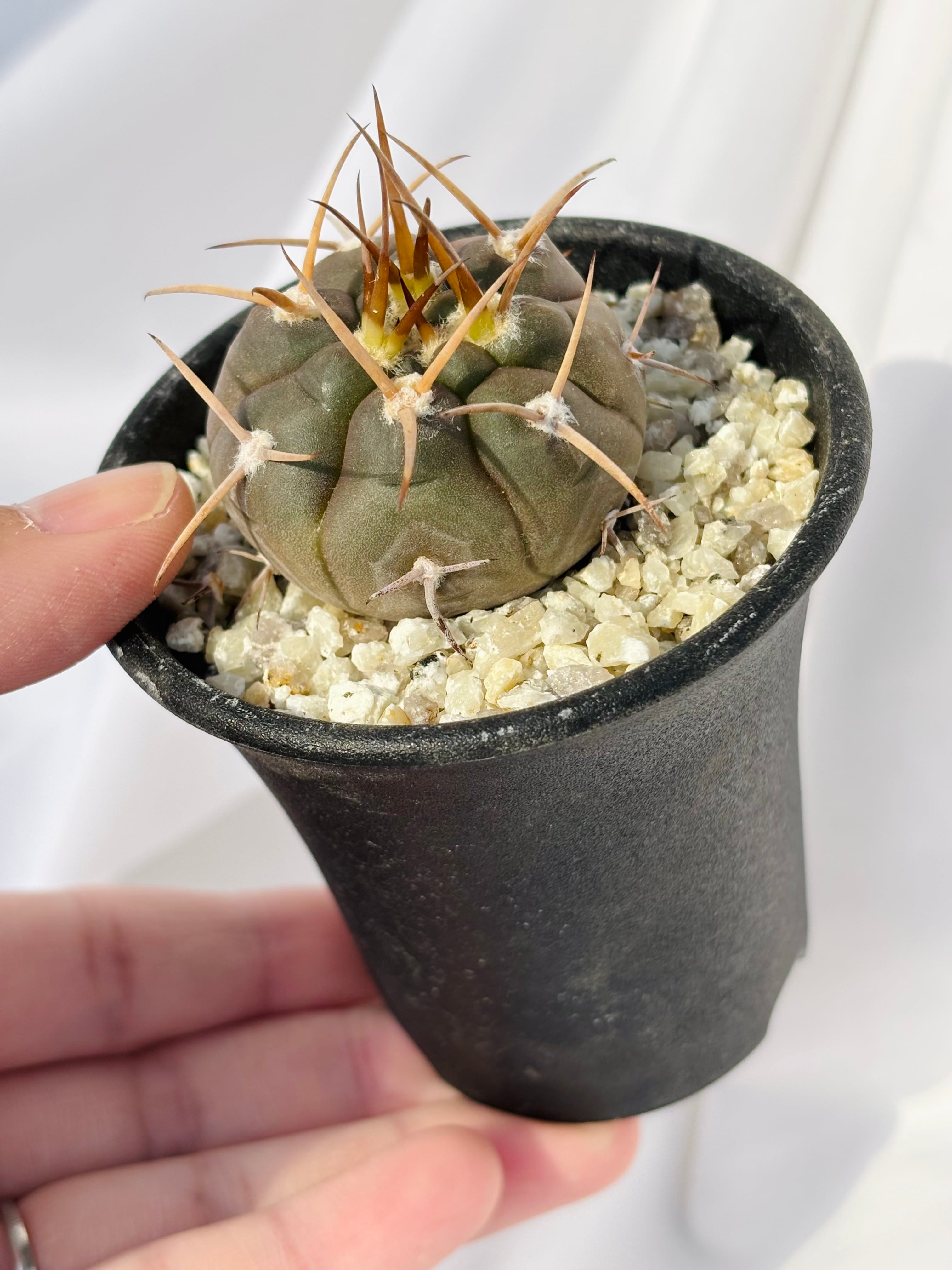Gymnocalycium mazanense ギムノカリキウム 守金魔天竜 サボテン