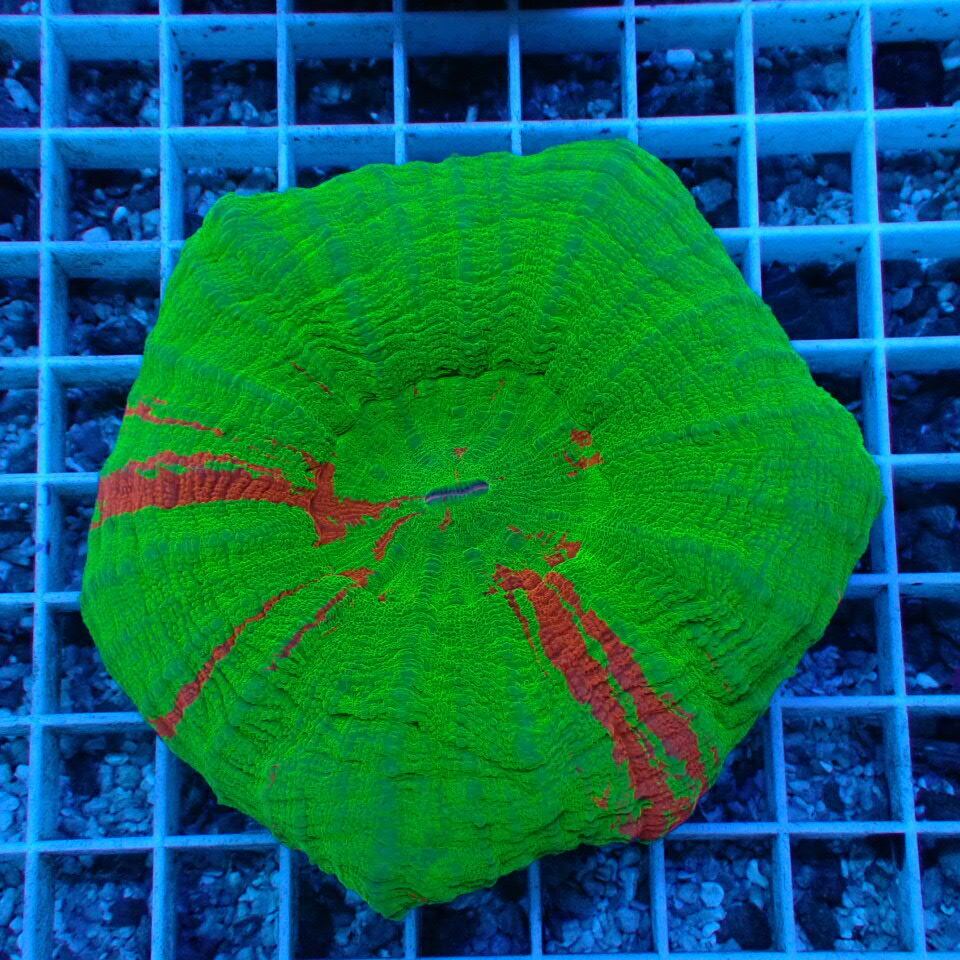 枝状】天然ライブロック Sグレード 1kg | HOUSE REEF(ハウス