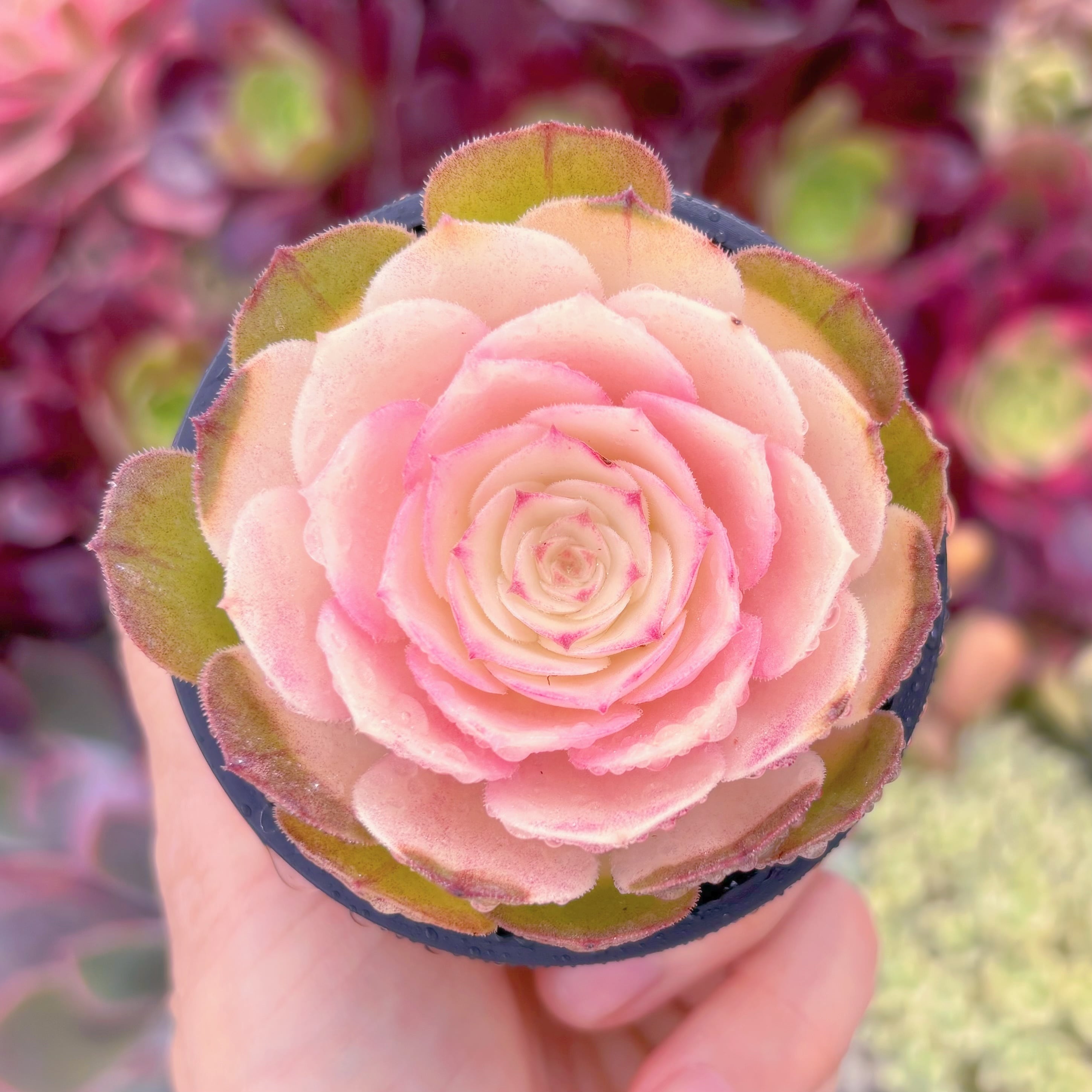 現品　ハロウィン錦#F012　るる農園