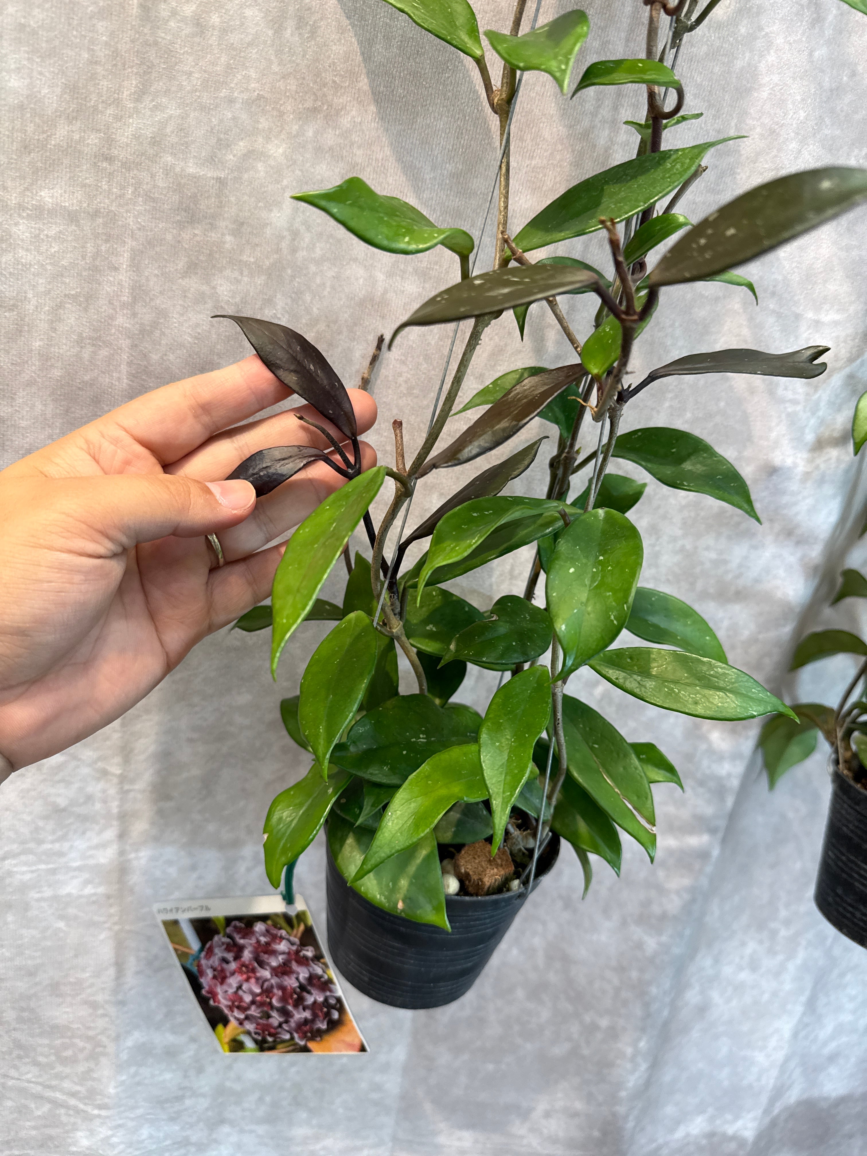 aglaonema 'medusa' | Gardenえん 【観葉熱帯植物】