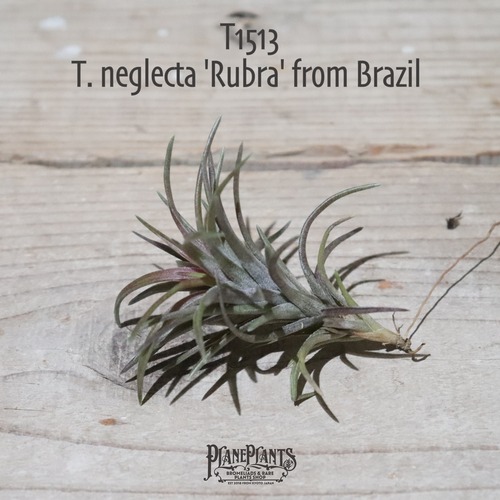 【送料無料】neglecta 'Rubra' from Brazil〔エアプランツ〕現品発送T1513