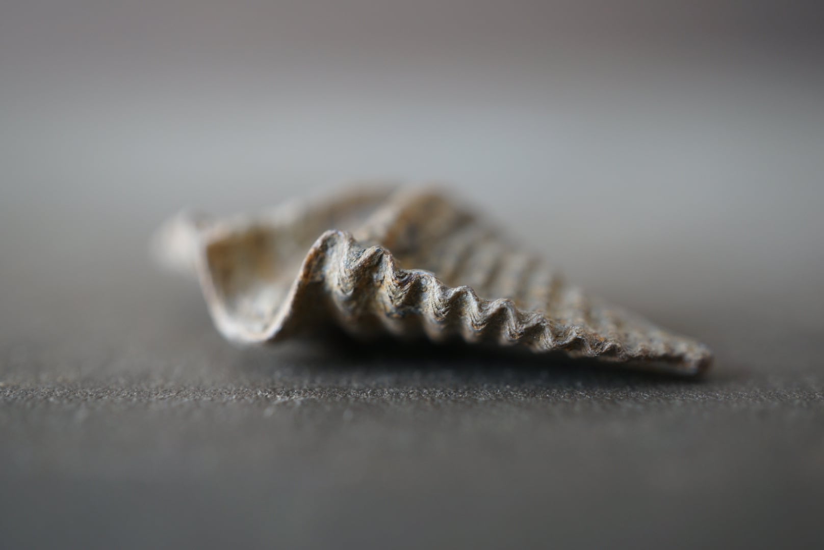 カナダ産腕足類化石 Mucrospirifer sp. 1604 | 叙景 jokei