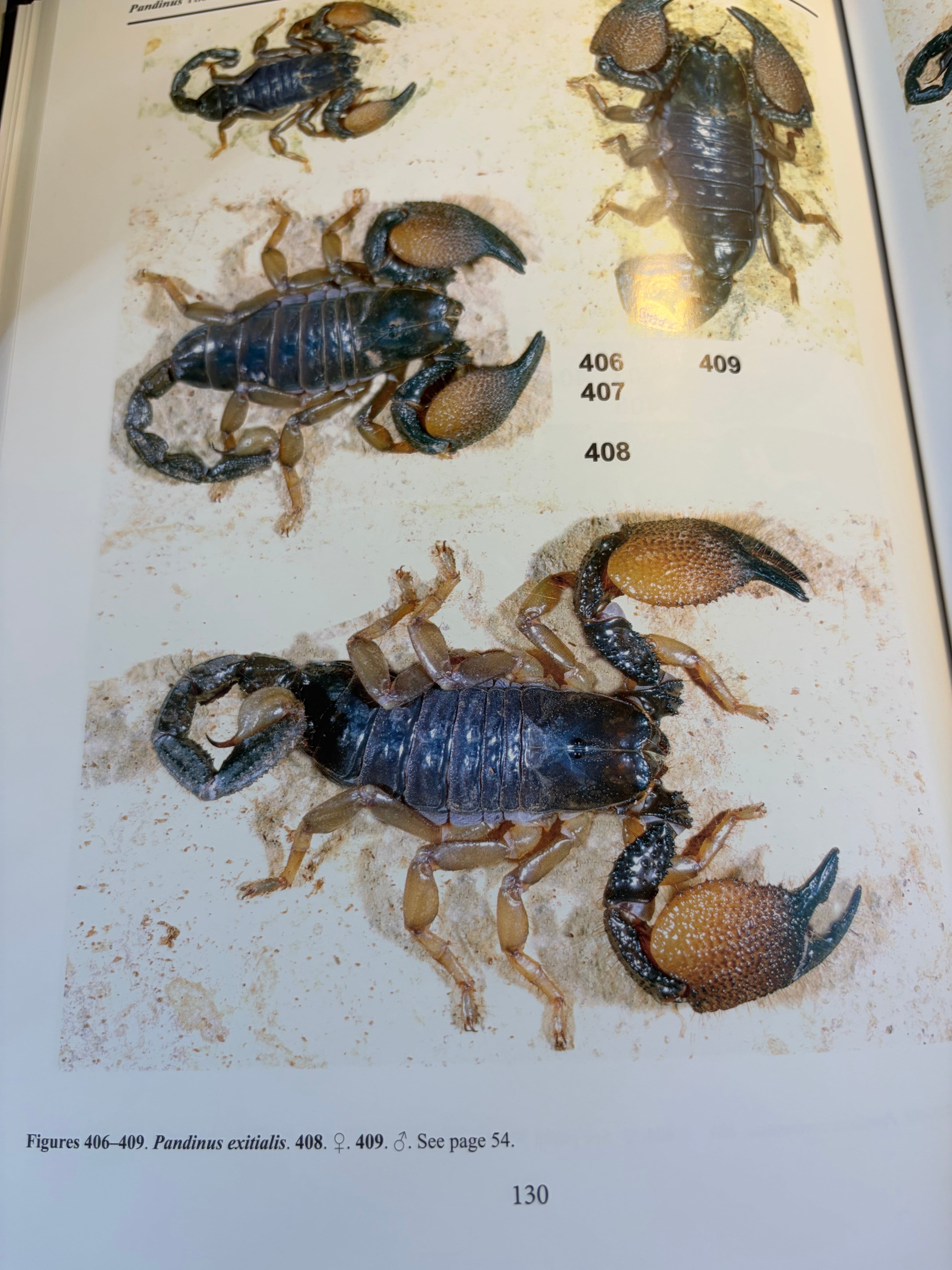 最高傑作】サソリの図鑑 標本 洋書 Illustrated catalog of scorpions
