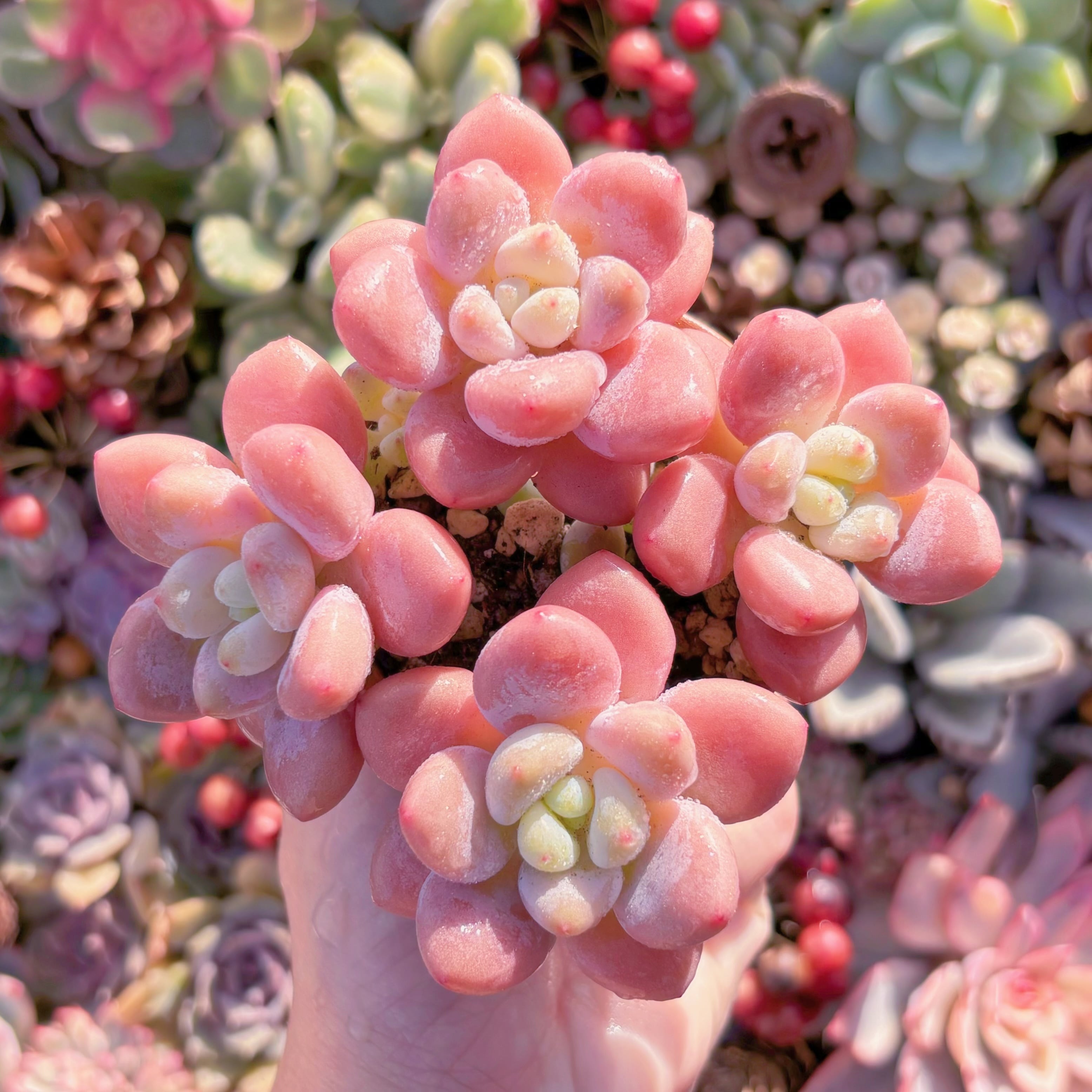 多肉植物　マカロン　群生(4頭~)　るる農園