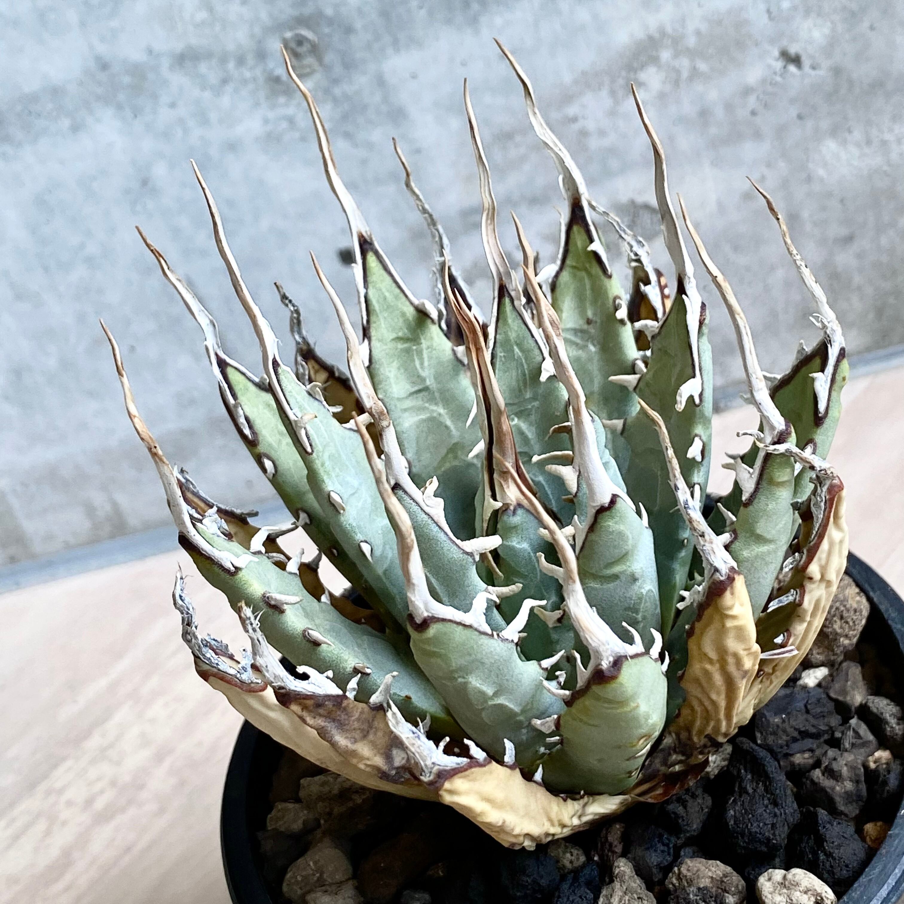 agave utahensis eborispina /アガベ ユタエンシス エボリスピナ