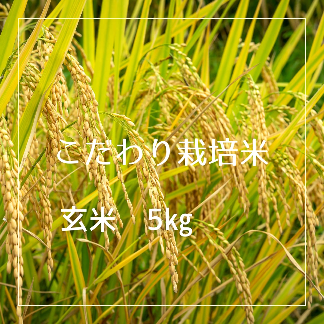 自然栽培 朝日 玄米 10kg(2.5kg小袋) R7年産 在来種