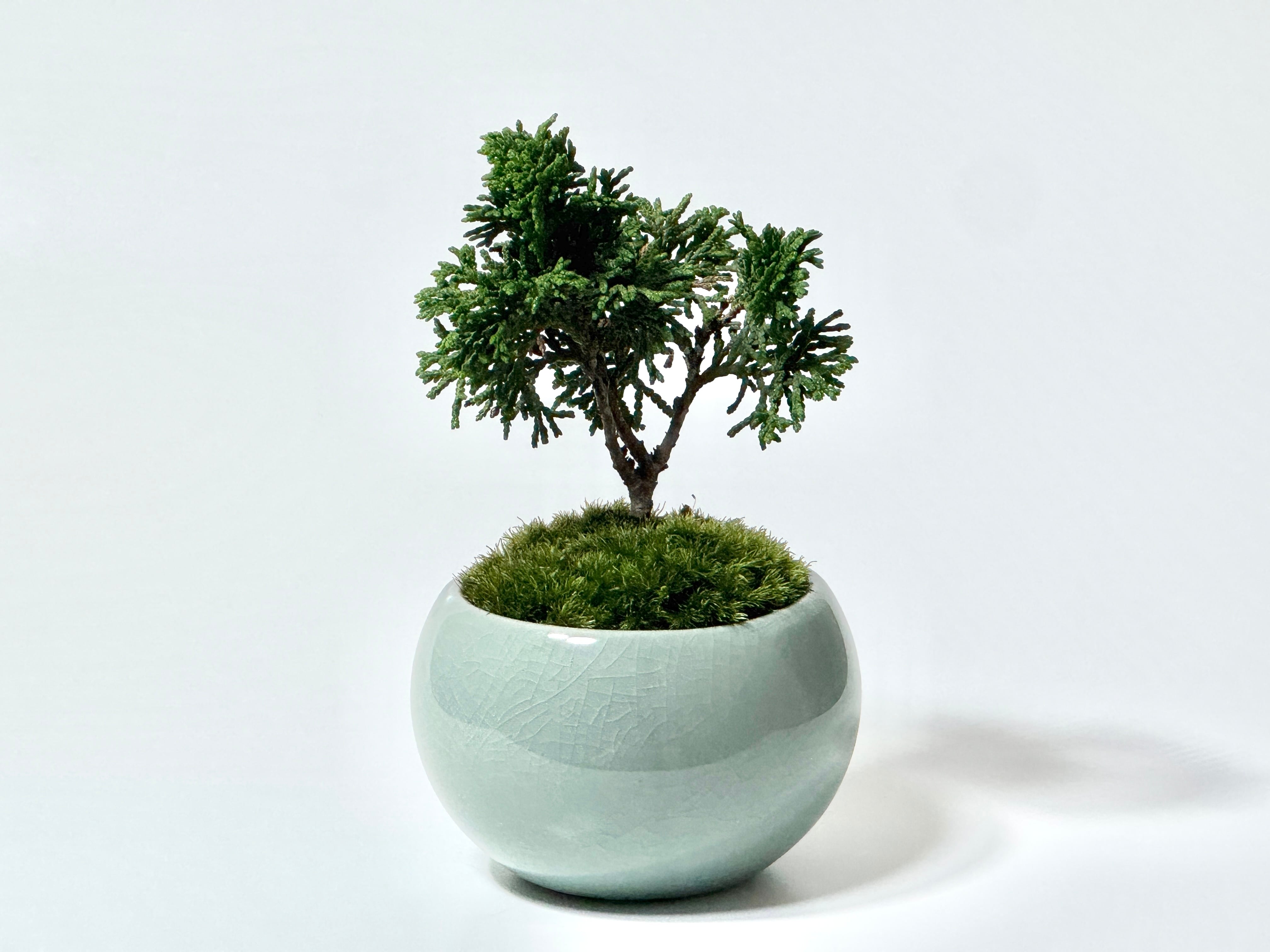 石化檜（Petrified hinoki） | 369 BONSAI™︎