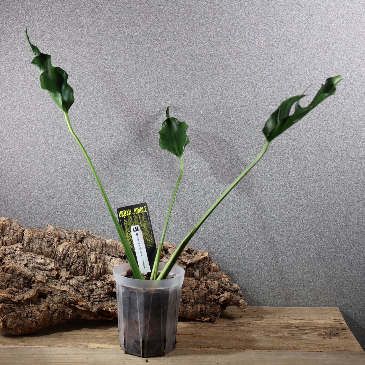 GW2 Monstera Unniiae モンステラ　デリシオーサ ウンニアエ 838『urban jungle Monstera deliciosa 'Unniiae'』観葉植物 一点もの