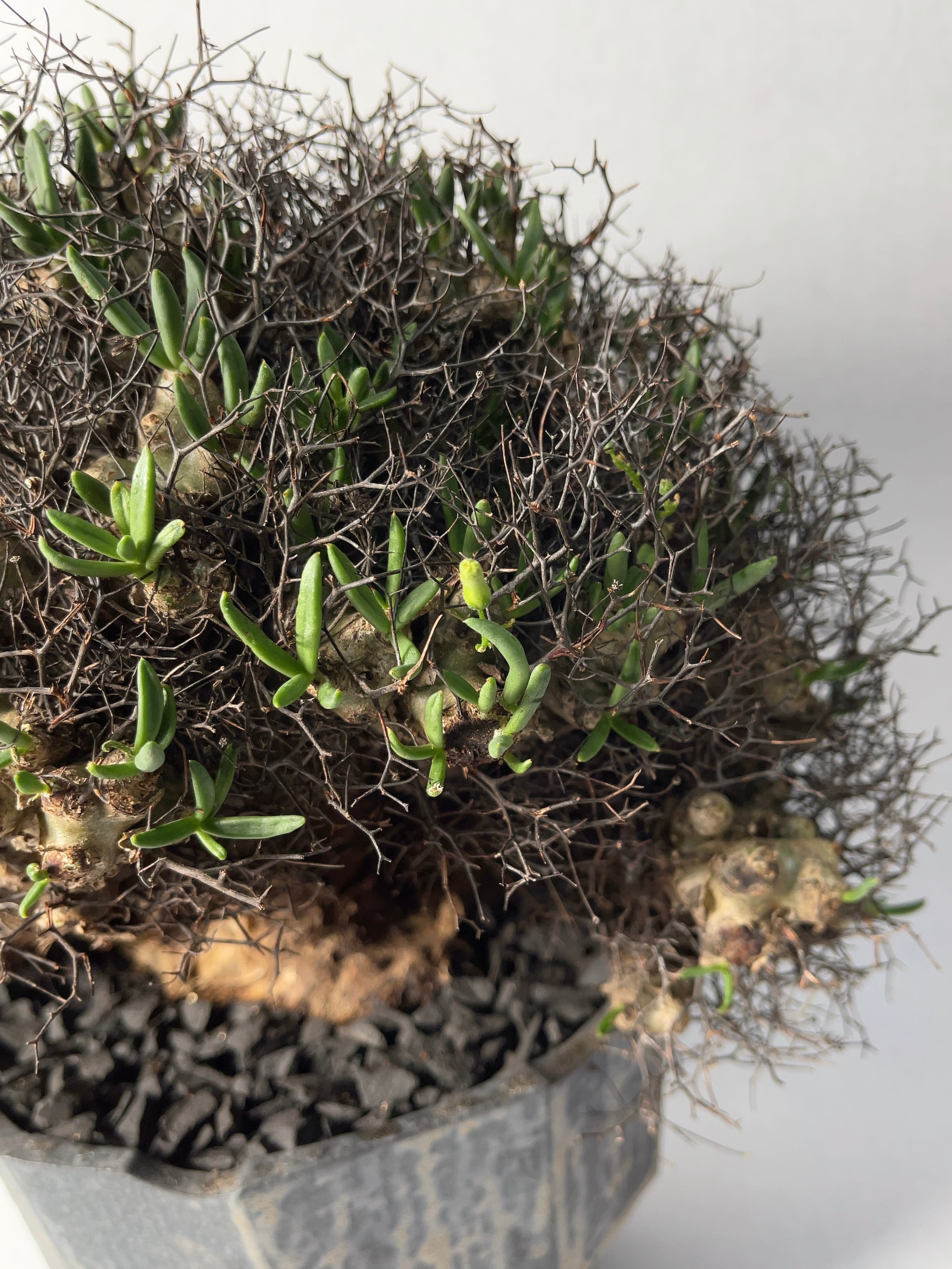 チレコドン レティキュラータス × 中川智治 管理5年 万物想 チレコドン・万物想 | trigger