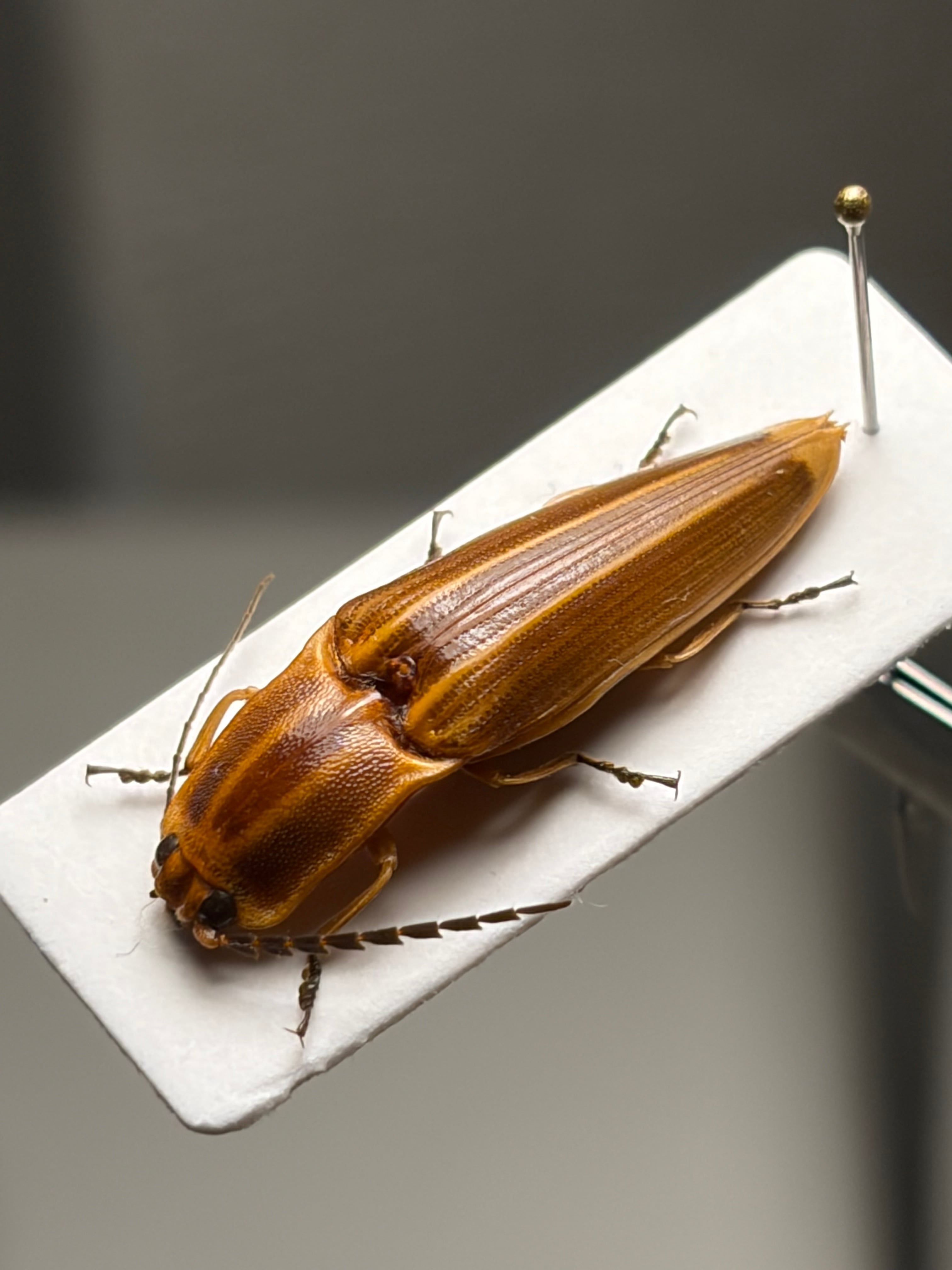 24mm】フェラーリコメツキムシに少し似たSemiotus ligneus