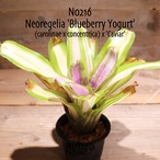 【送料無料】Neoregelia 'Blueberry Yogurt'〔ネオレゲリア〕現品発送N0216