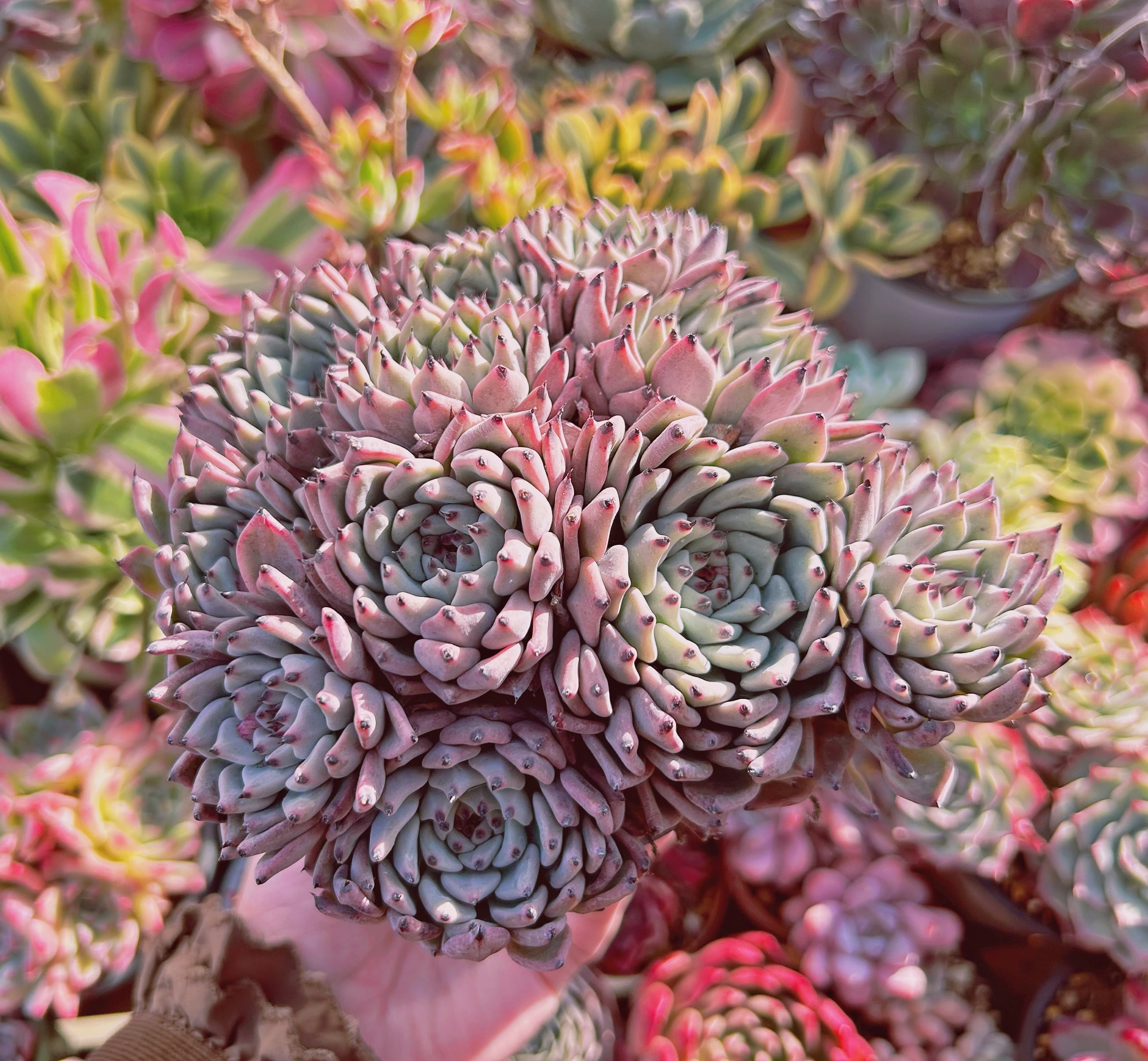 多肉植物 Echeveria ザラゴーサ 7頭以上 特大群生 | るる農園~多肉植物専門