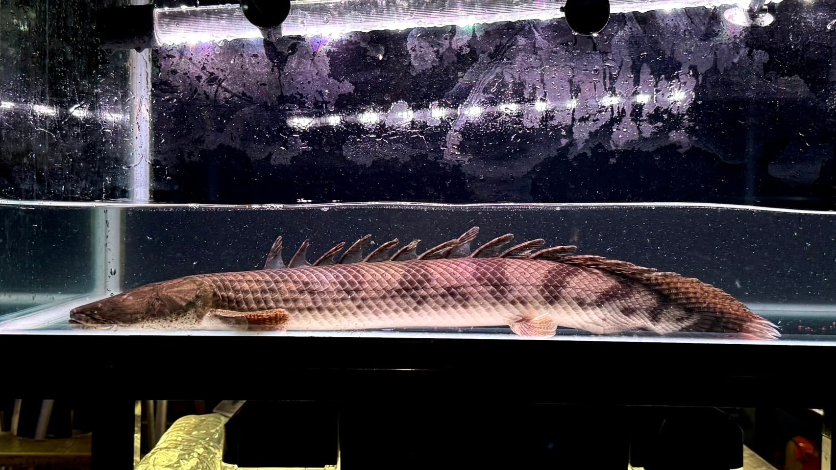 ◎引き取り限定　アクリル水槽　1200 上部濾過槽　Rio+2500セット 中古水槽 1200×450×450 アクリル水槽上部濾過 水槽台セット 美品 引
