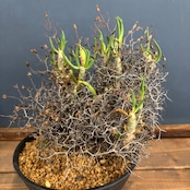 チレコドン レティキュラータス 万物想【834】