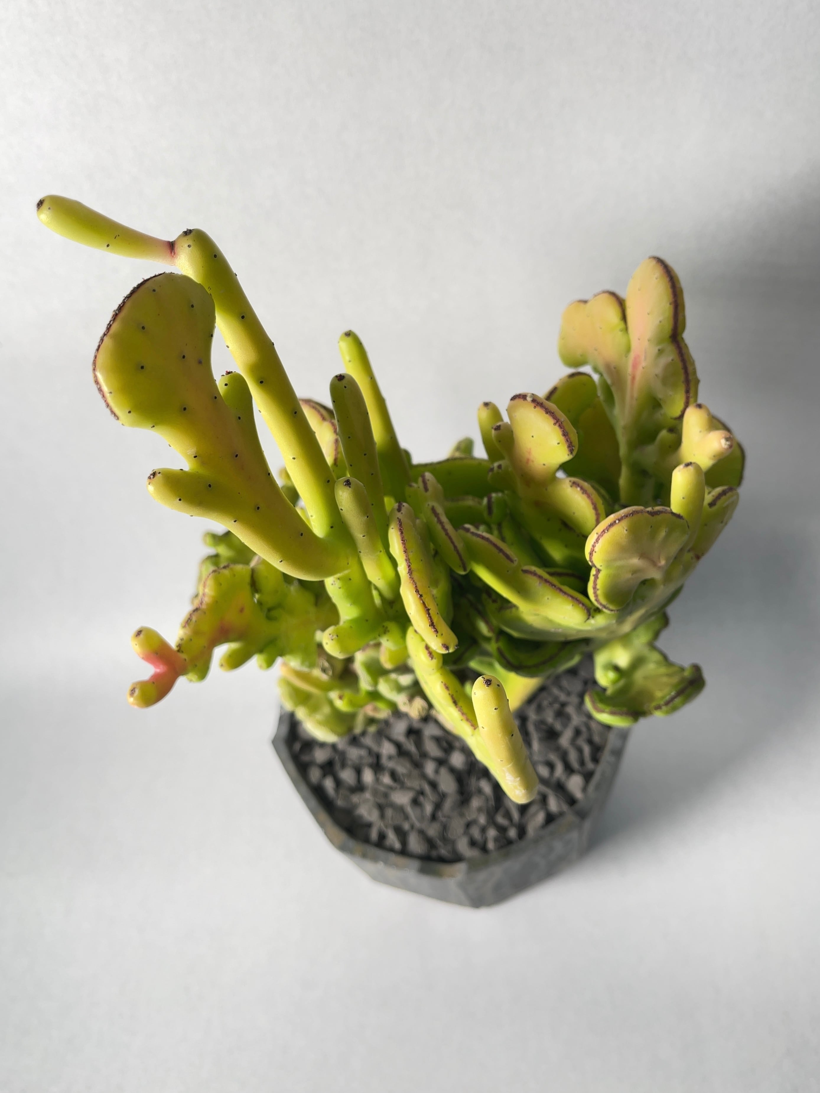 ユーフォルビア・オンコクラータ錦綴化 | trigger