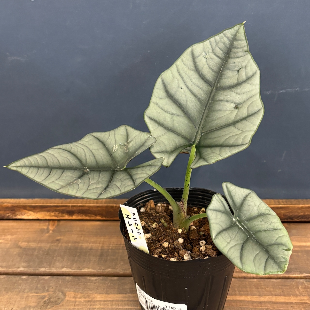 アロカシア エレーン【91】