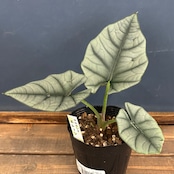 アロカシア エレーン【91】