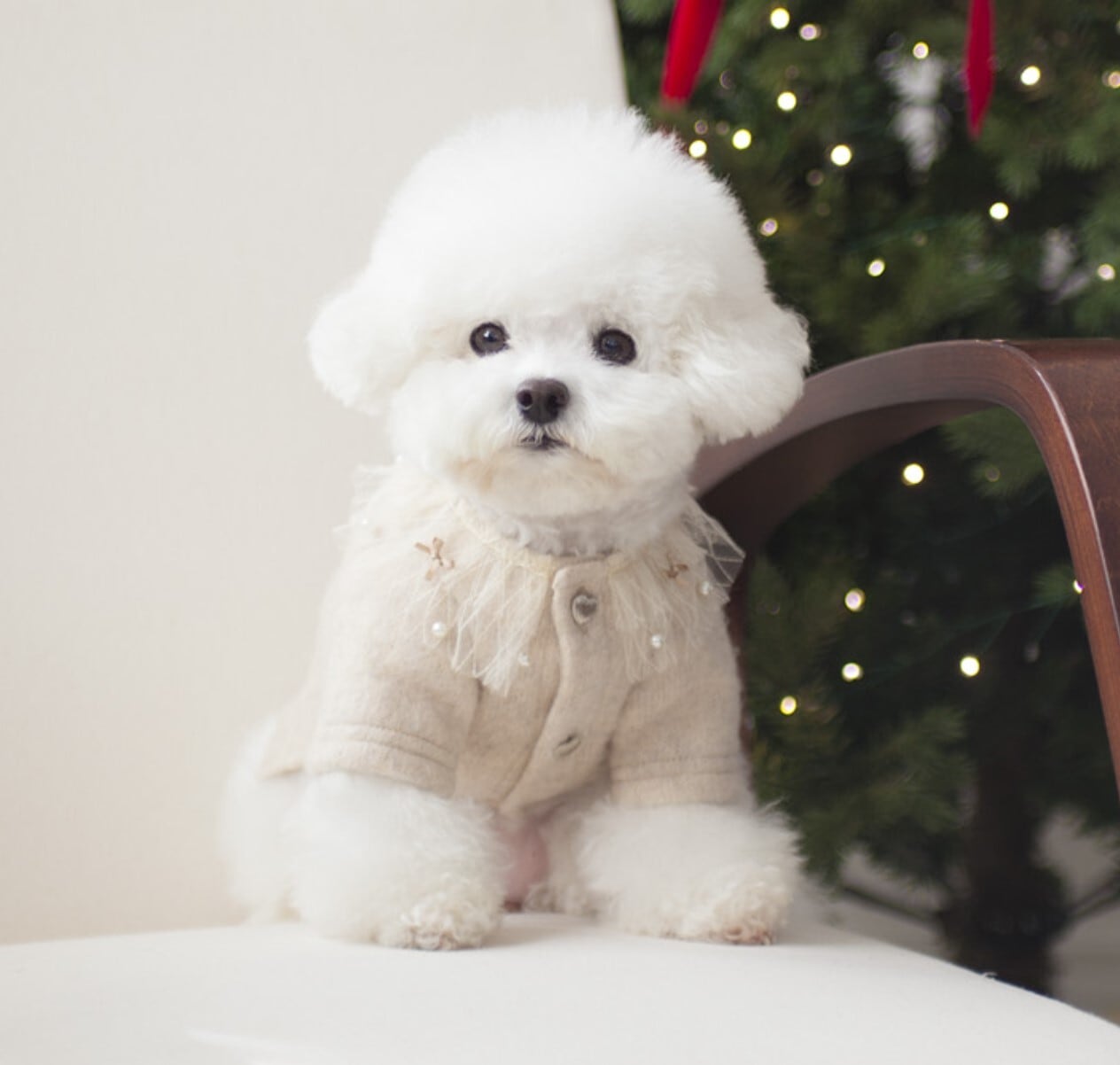 予約【cocochien】Adela Cardigan