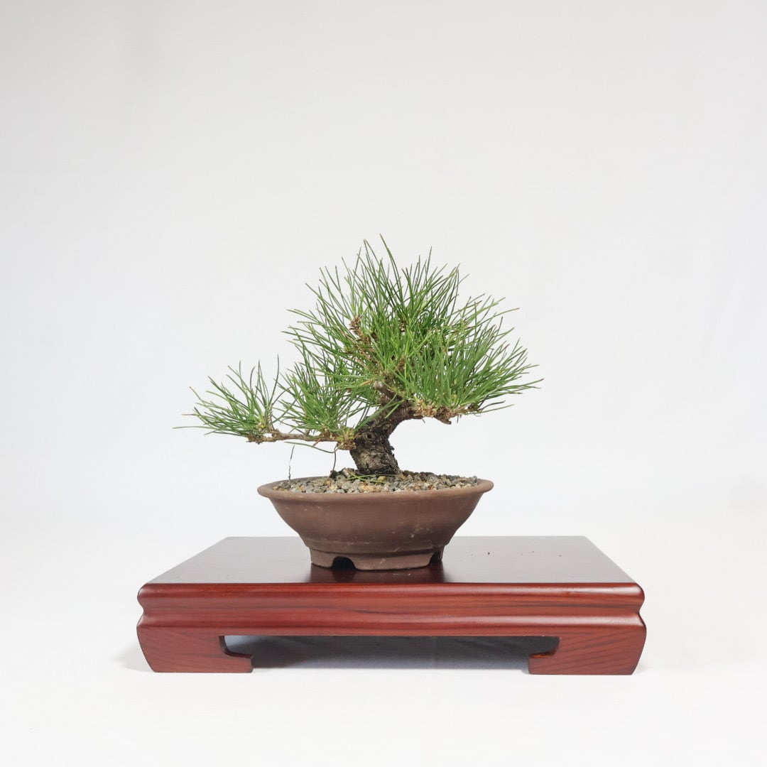 磯山椒盆栽（KM-006） | 和の暮らし盆栽店 | 公式オンラインショップ