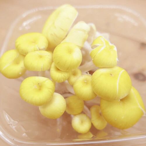 たもぎ茸 300gパック | β- グルカン豊富！料理を華やかに彩 る黄金
