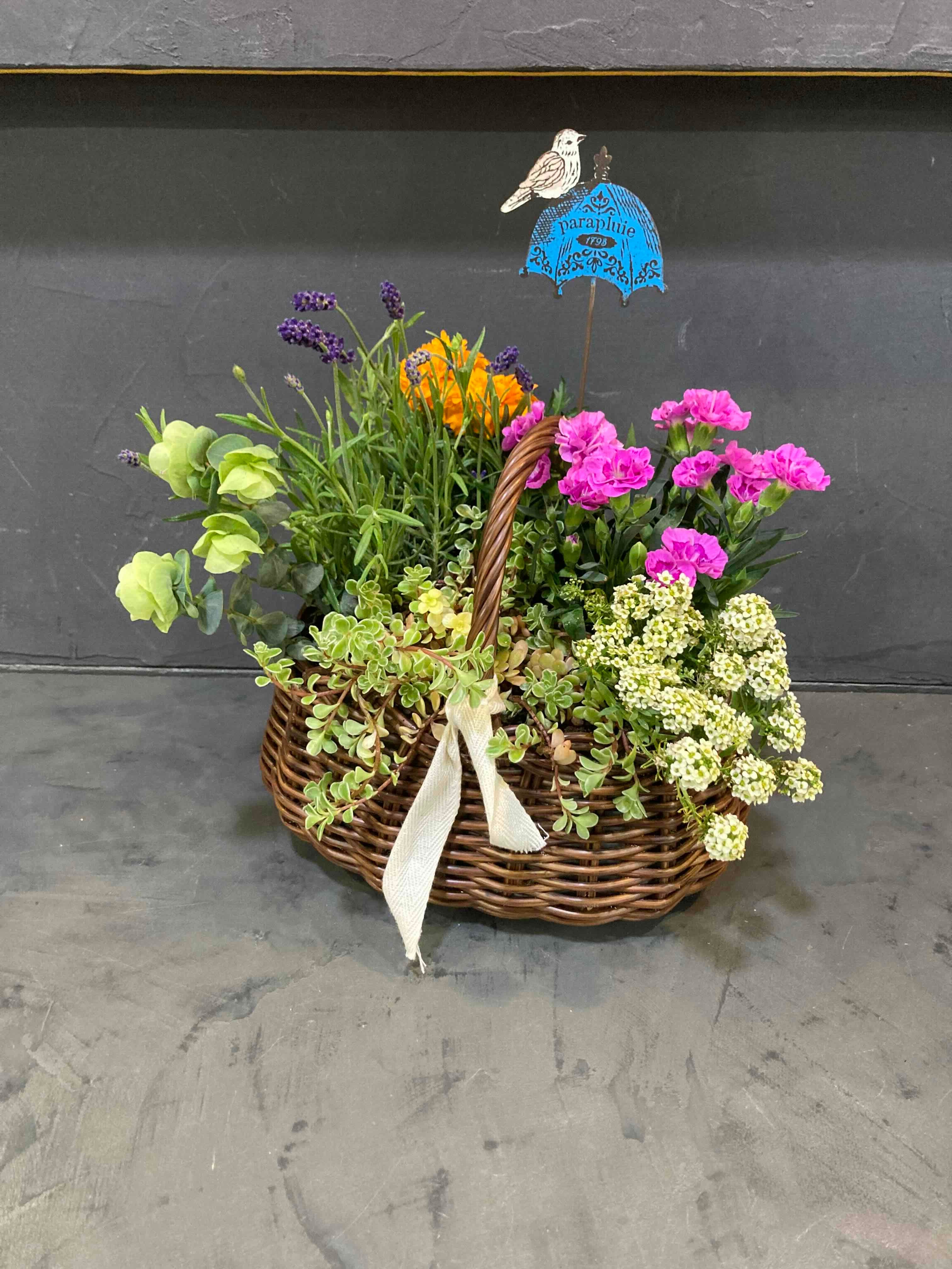 【5月６～10日着】母の日寄せ植えバスケット「プチガーデン」早期ご予約割中‼