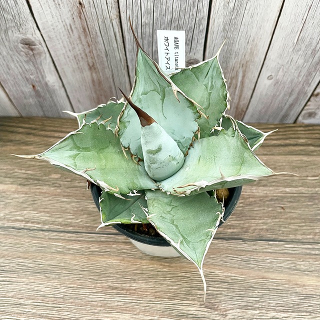 【送料込】ホワイトアイス [アガベ チタノタ]  3.5寸　多肉,多肉植物