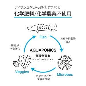 【FISH VEGGIES】ミックス水菜　70g　化学肥料/化学農薬不使用だから安心して食べられる
