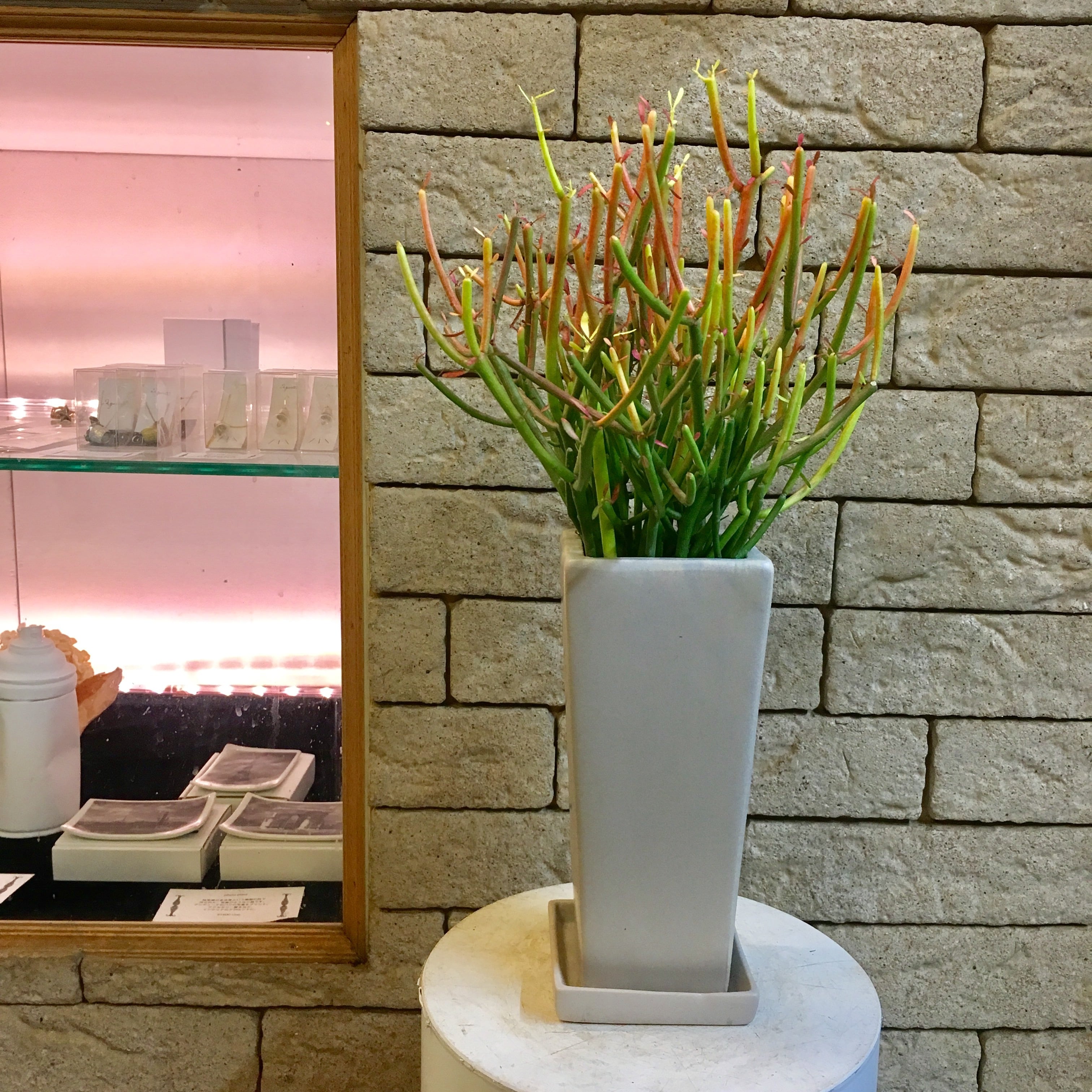 ミルクブッシュ 1 ファイバー鉢 お皿付き ミルクブッシュ 1 ファイバー鉢 お皿付き ミルクブッシュ