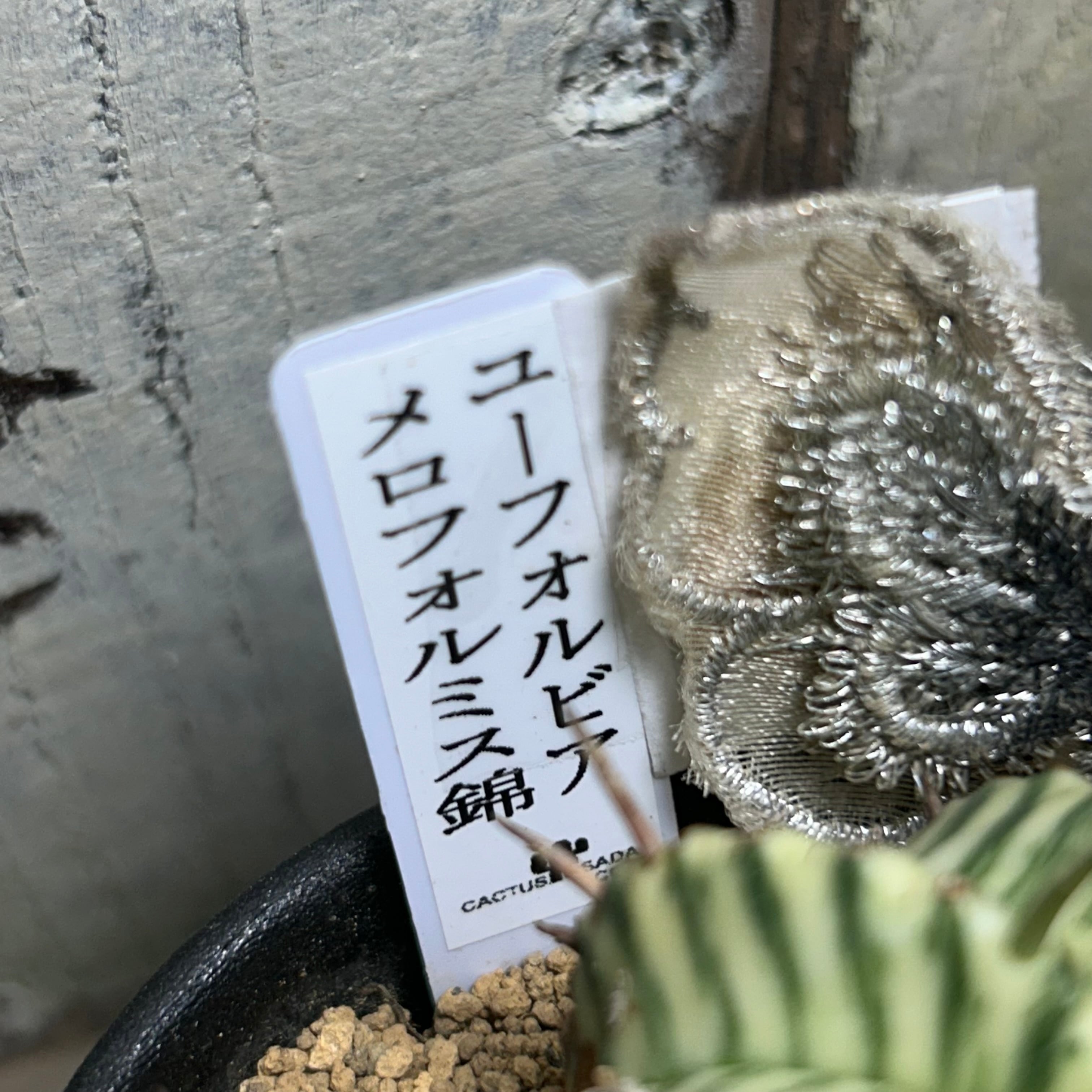 A)ユーフォルビア メロフォルミス錦 | RuPo 多肉植物専門店