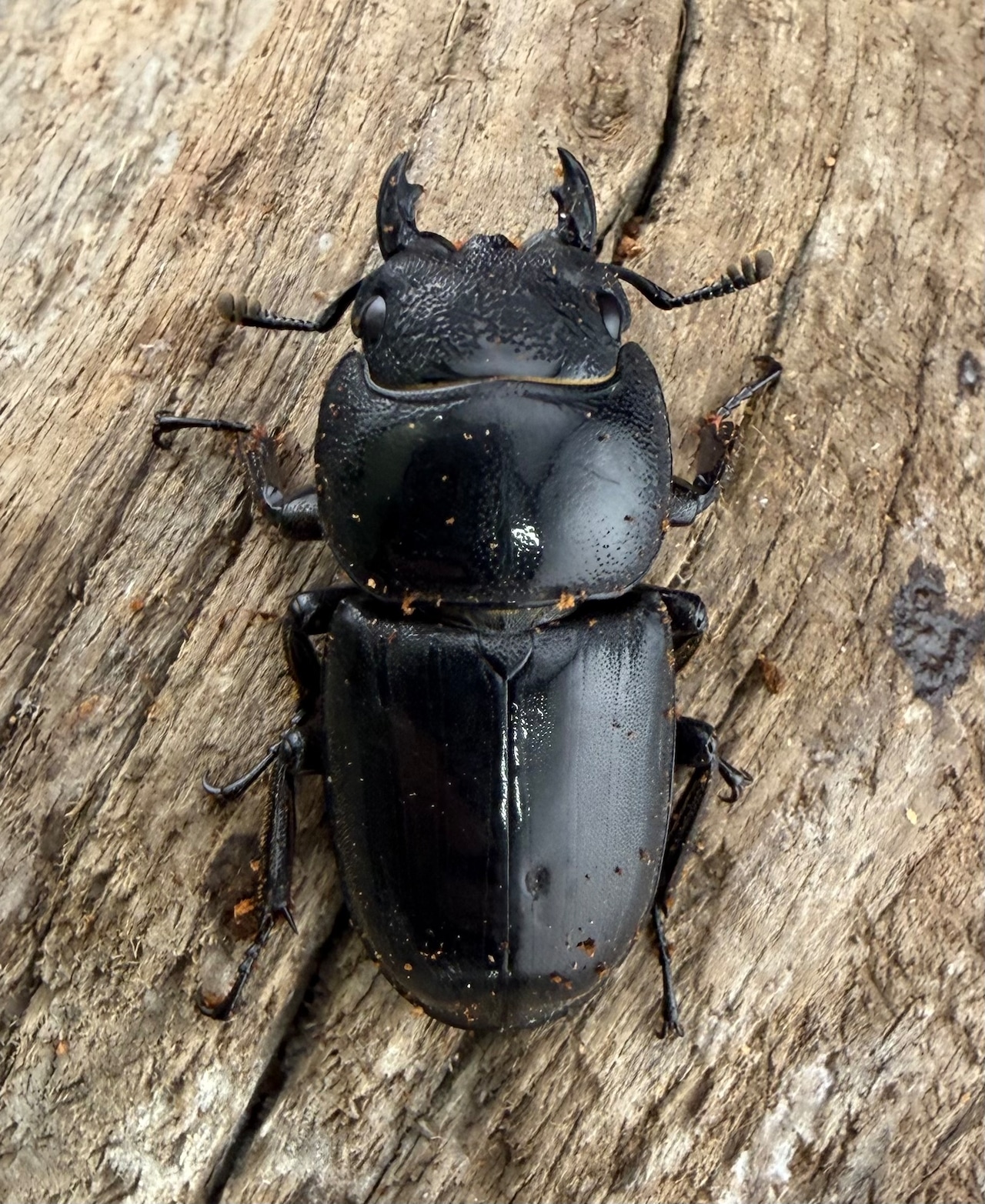 【WD】《パラワンオオヒラタ ガントン産 89mm ペア》