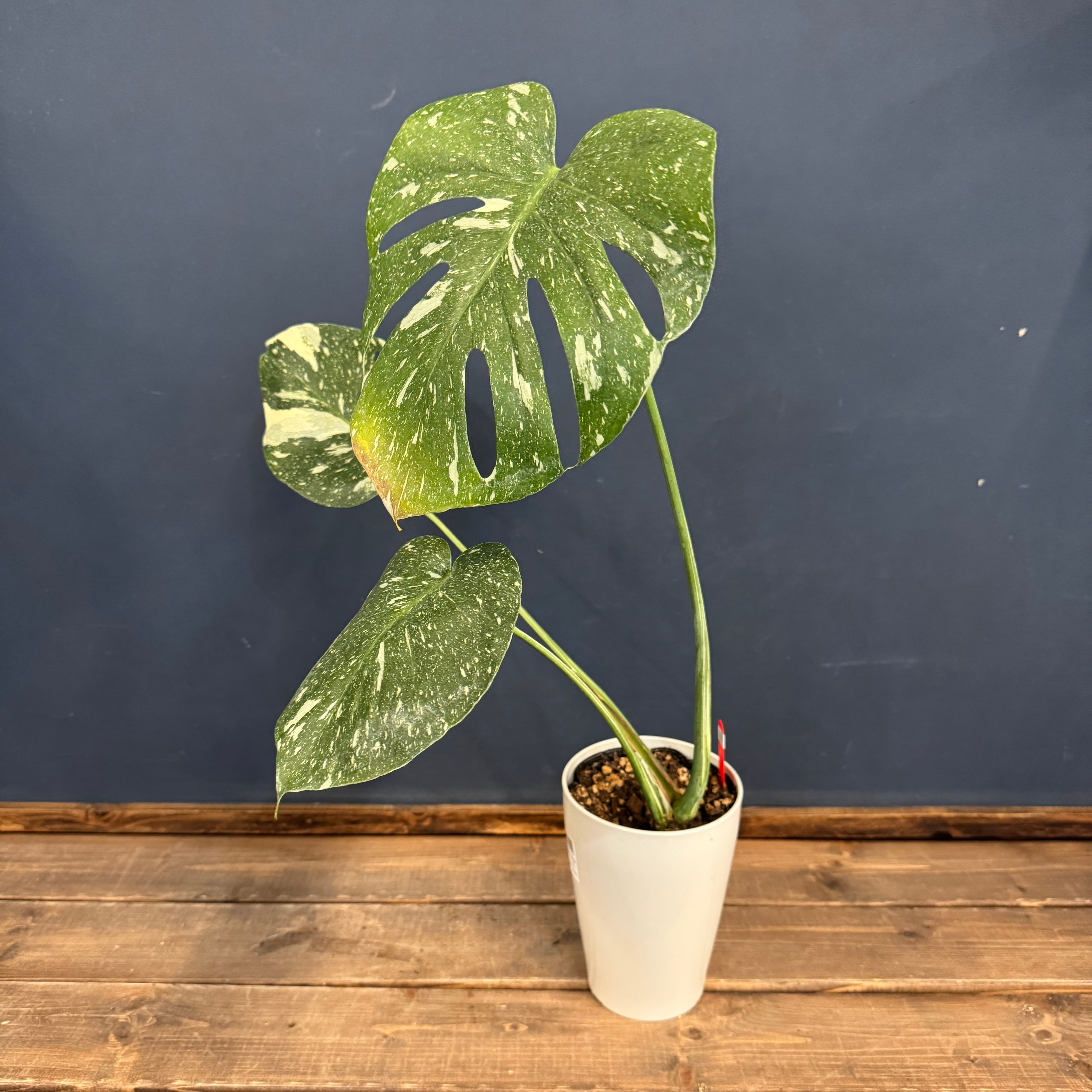 クリアランス】モンステラ タイコンステレーション【844】 | PROTOLEAF