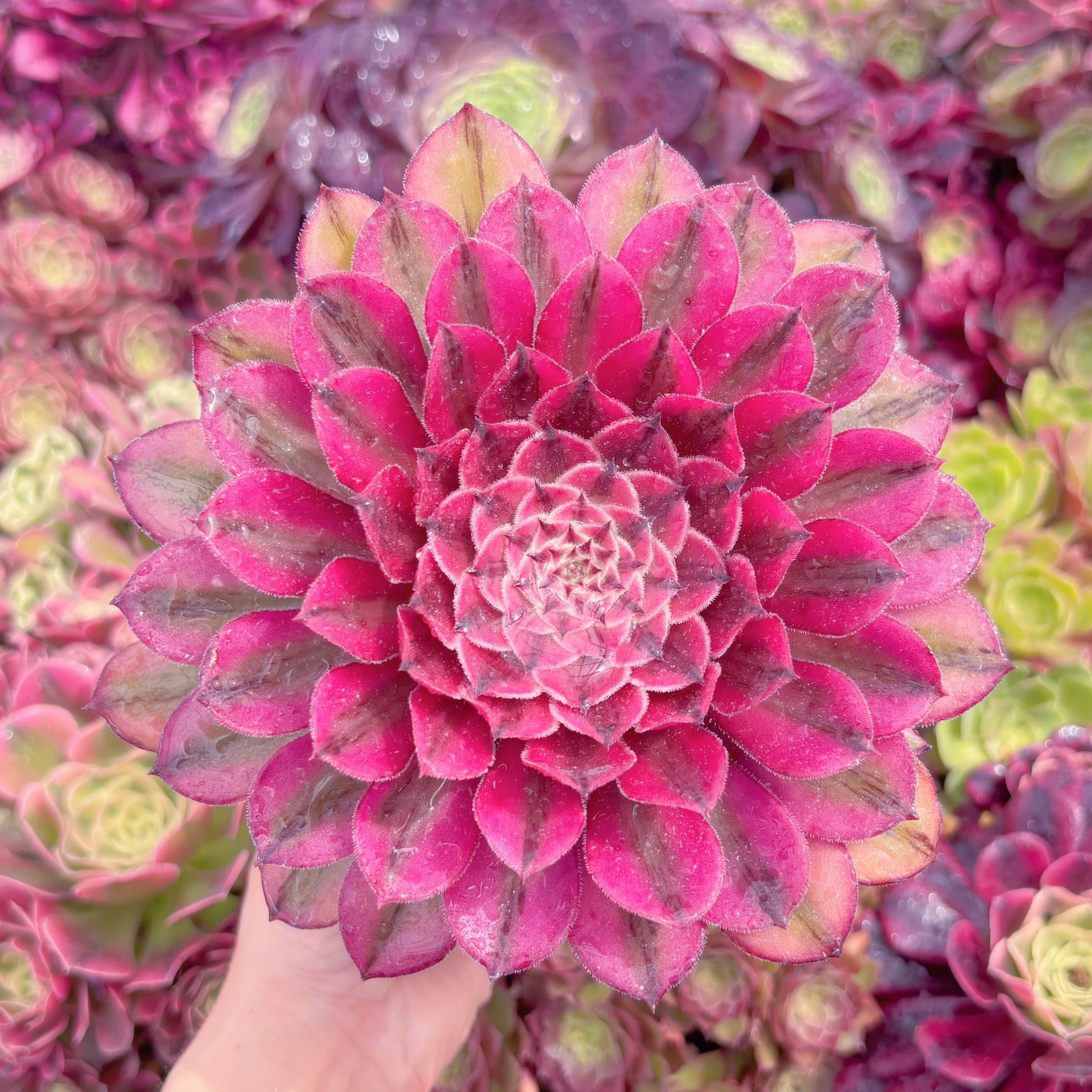 現品　白月光#K490　群生　るる農園