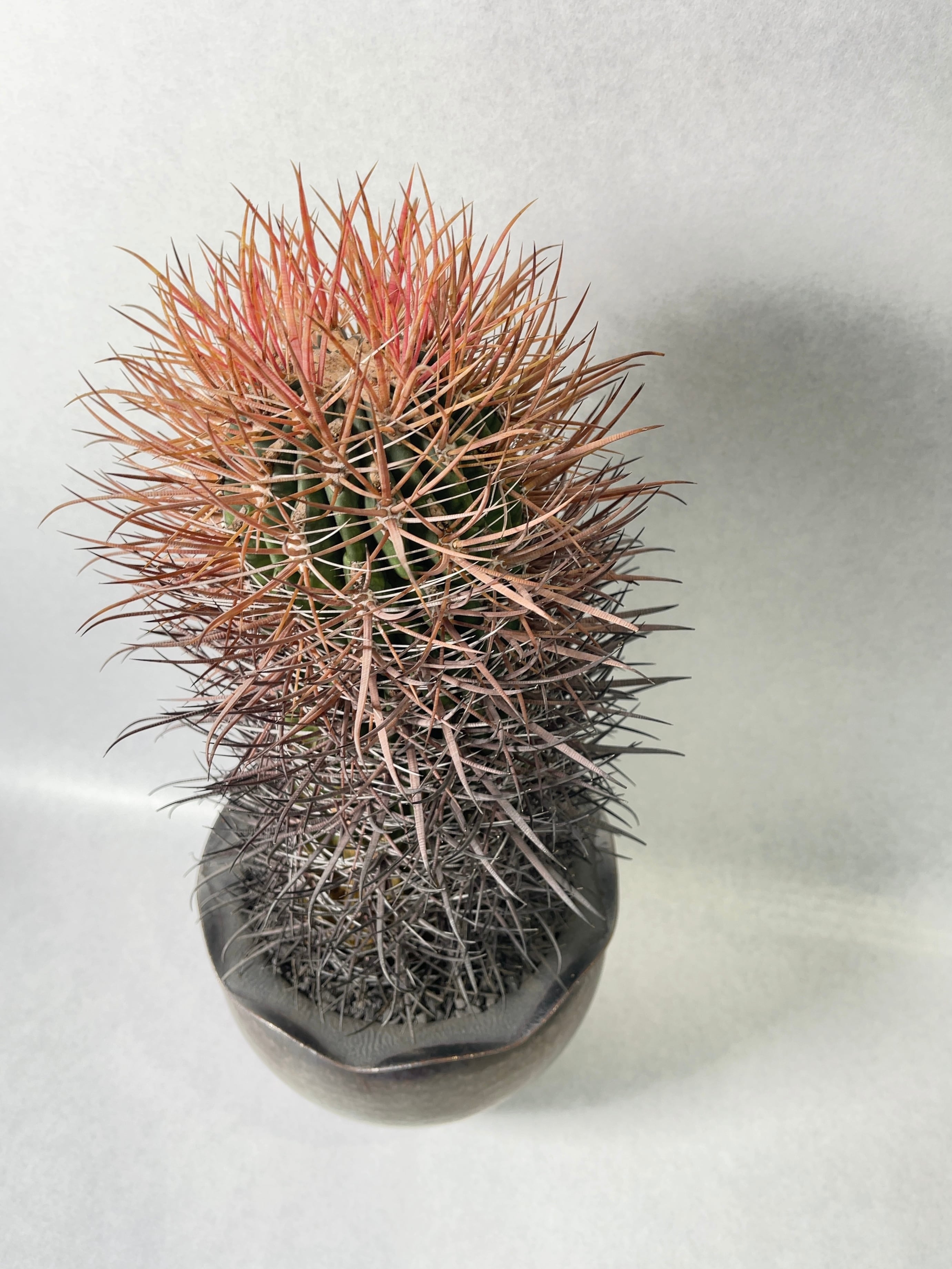 フェロカクタス・赤刺金冠竜 | trigger